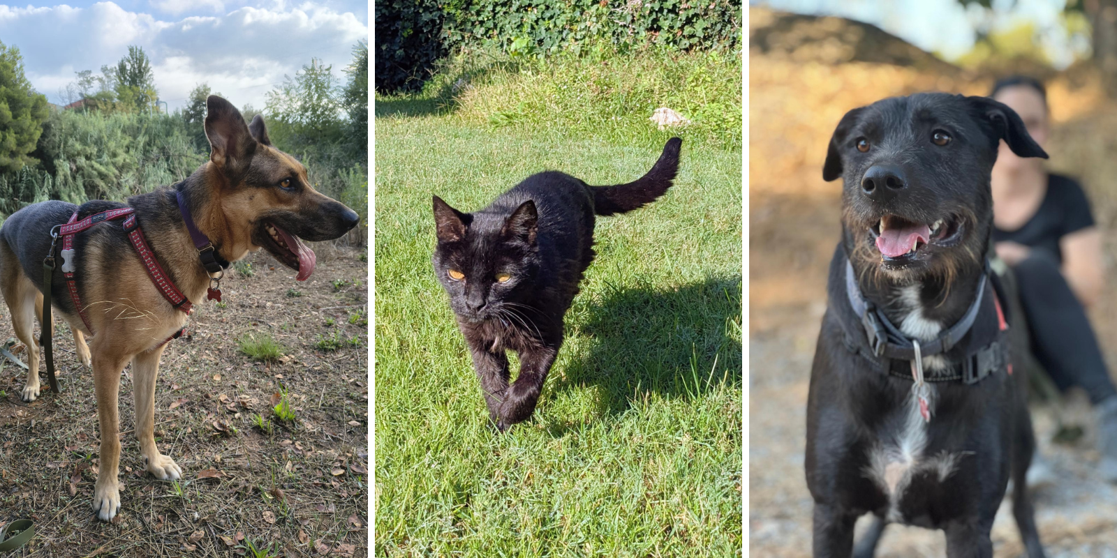 Animals en adopció: Tutsi, Kika i Brutus. FOTO: Cedida