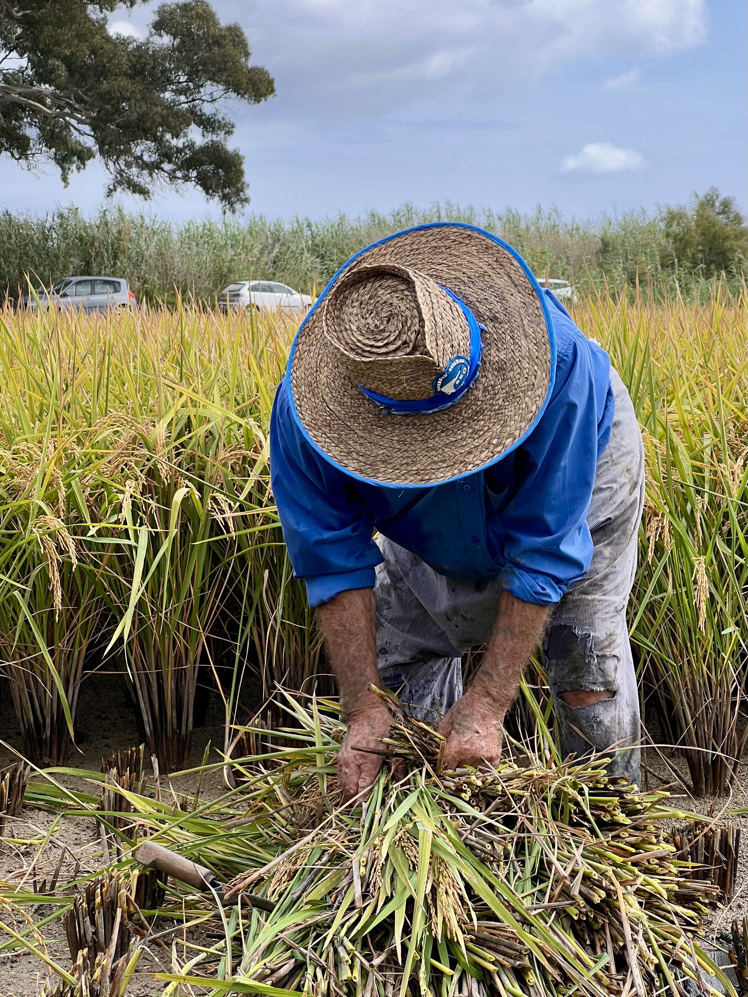 Collita de vida - Delta de l’Ebre FOTO: Laura Tabares Martínez