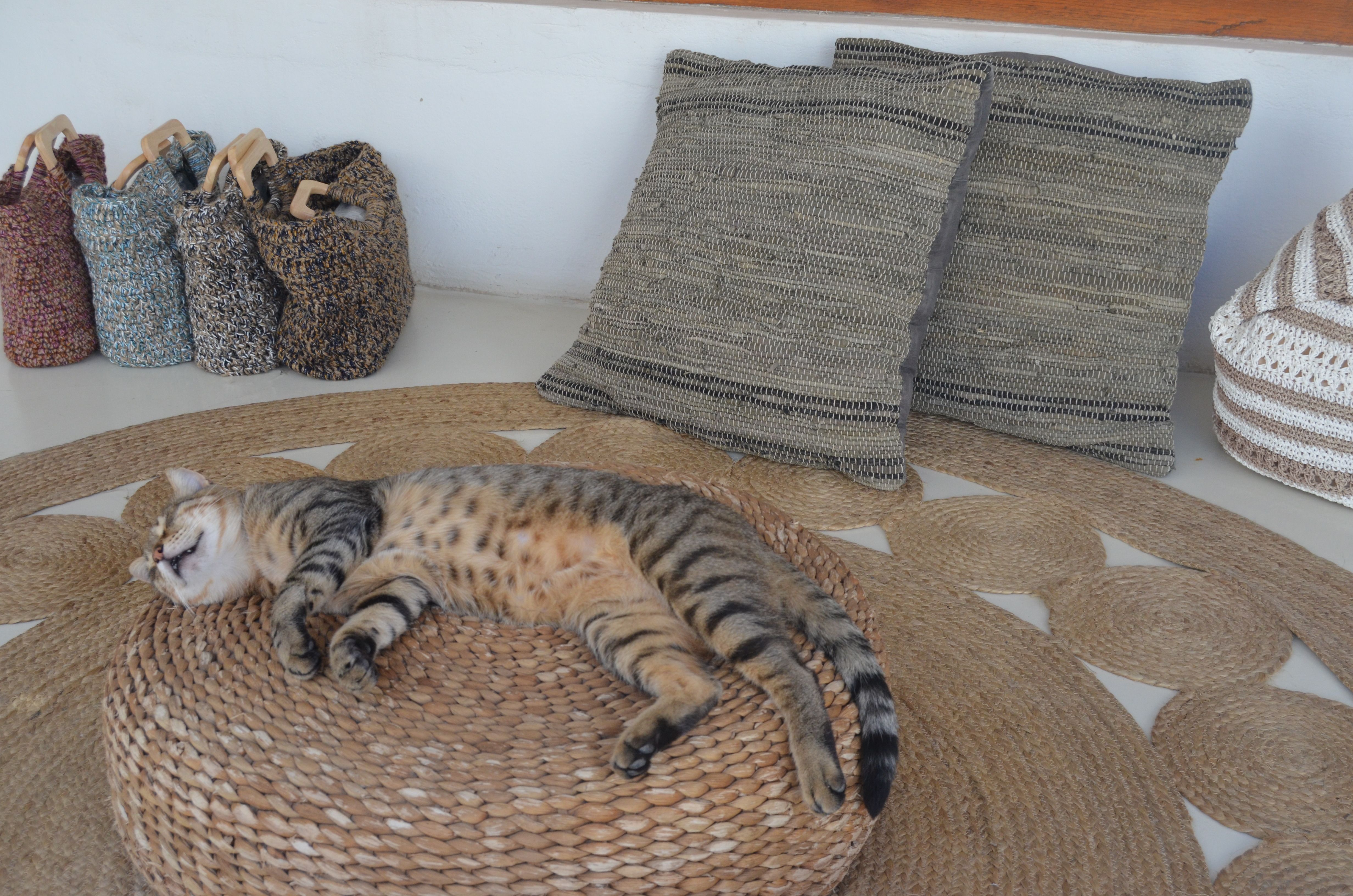 Merescuda migdiada - Antíparos, Grècia FOTO: Mari Paz Villalba García