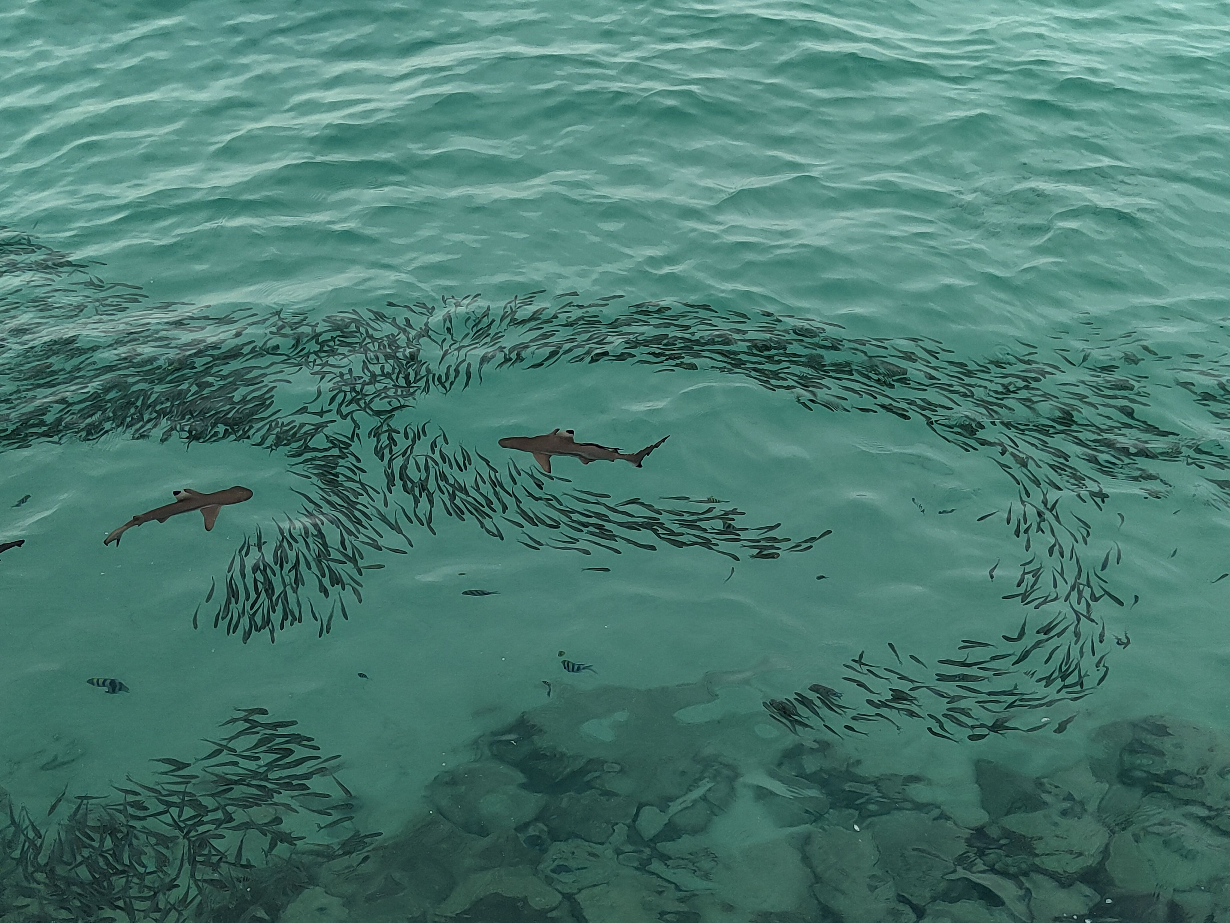 I'm a bad guy - Malàisia FOTO: Carles Corbera Castellví