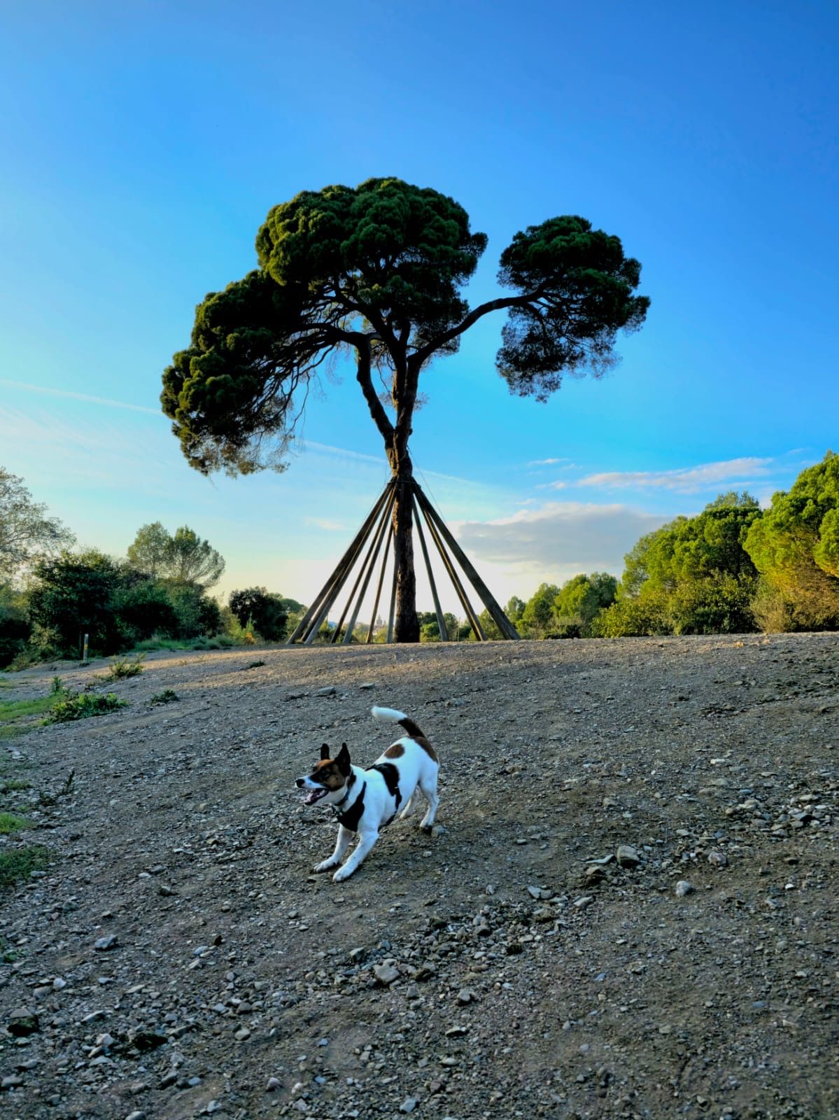 Arrelat al cel, lliure a terra - Sant Cugat del Vallès FOTO: Laia Sedo Xufre