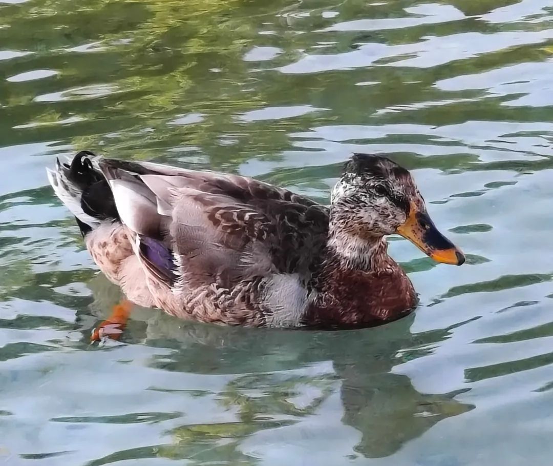 Ànec molts colors - Estany la Guinardera FOTO: Arnau Arsen Navarro Martínez