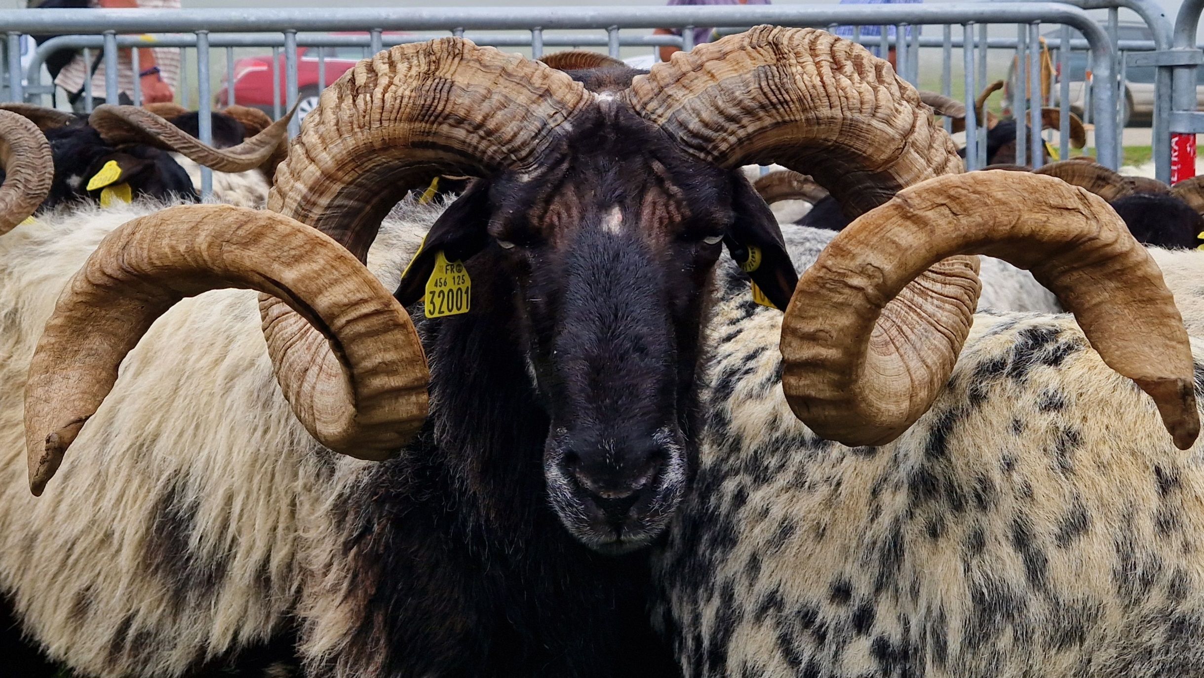 Buru Beltza - Iparralde FOTO: Maria Maristany Bosch