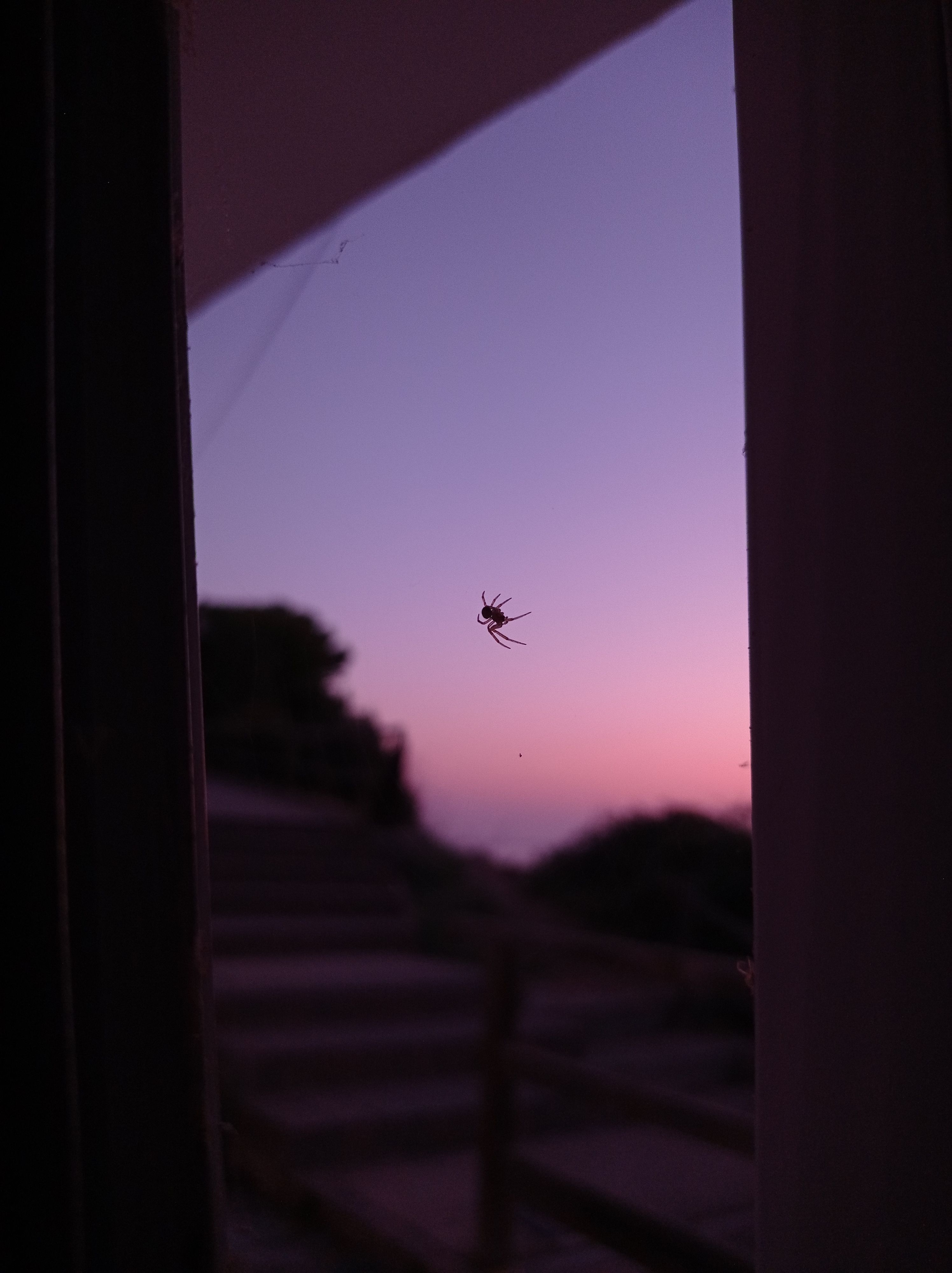 Bon dia, Senyora Aranya - Port de la Selva FOTO: Maricel Auladell Mestre