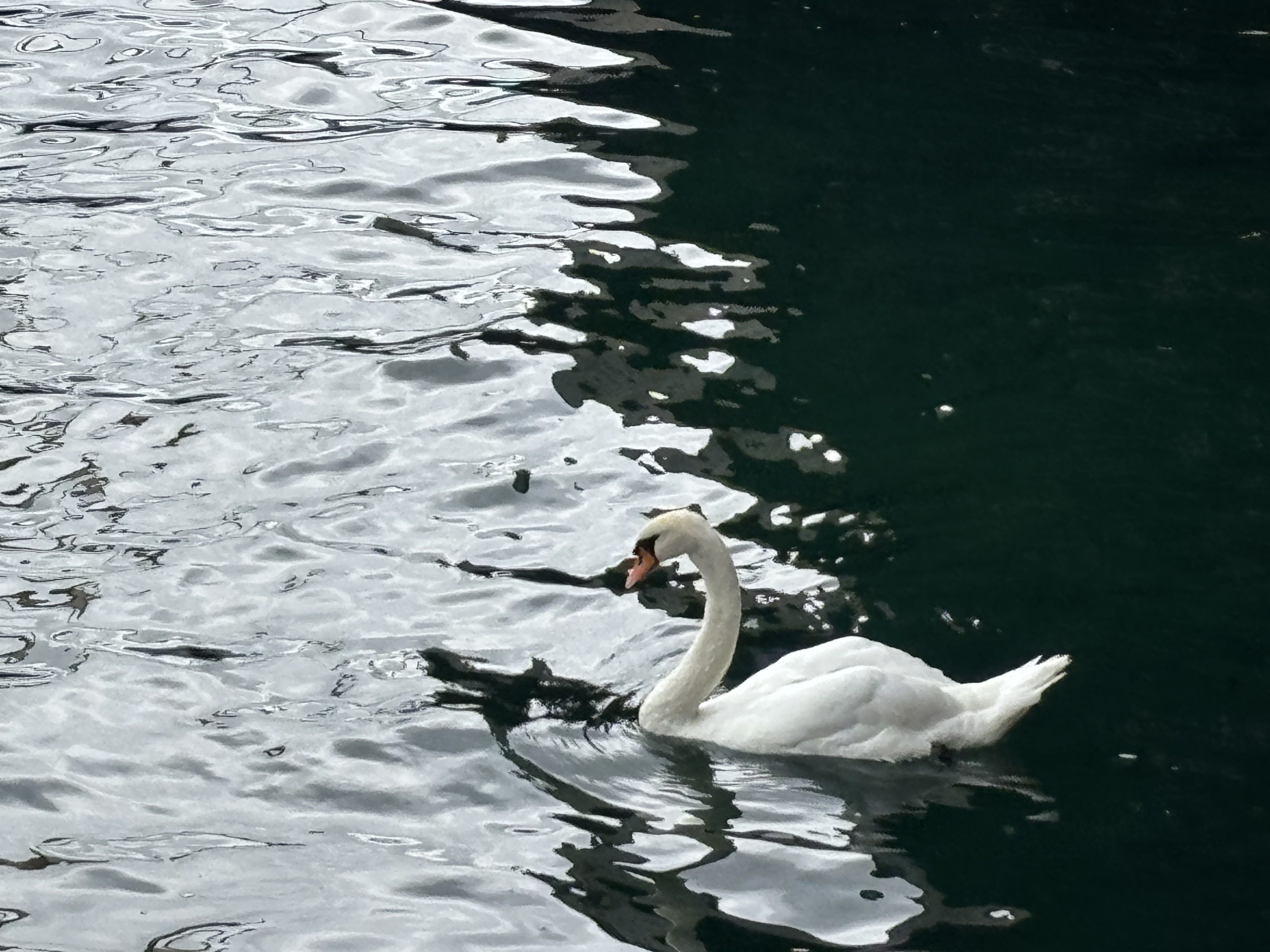 Blanc i negre - Llac de Ginebra FOTO: Joan Cortadellas Ángel 