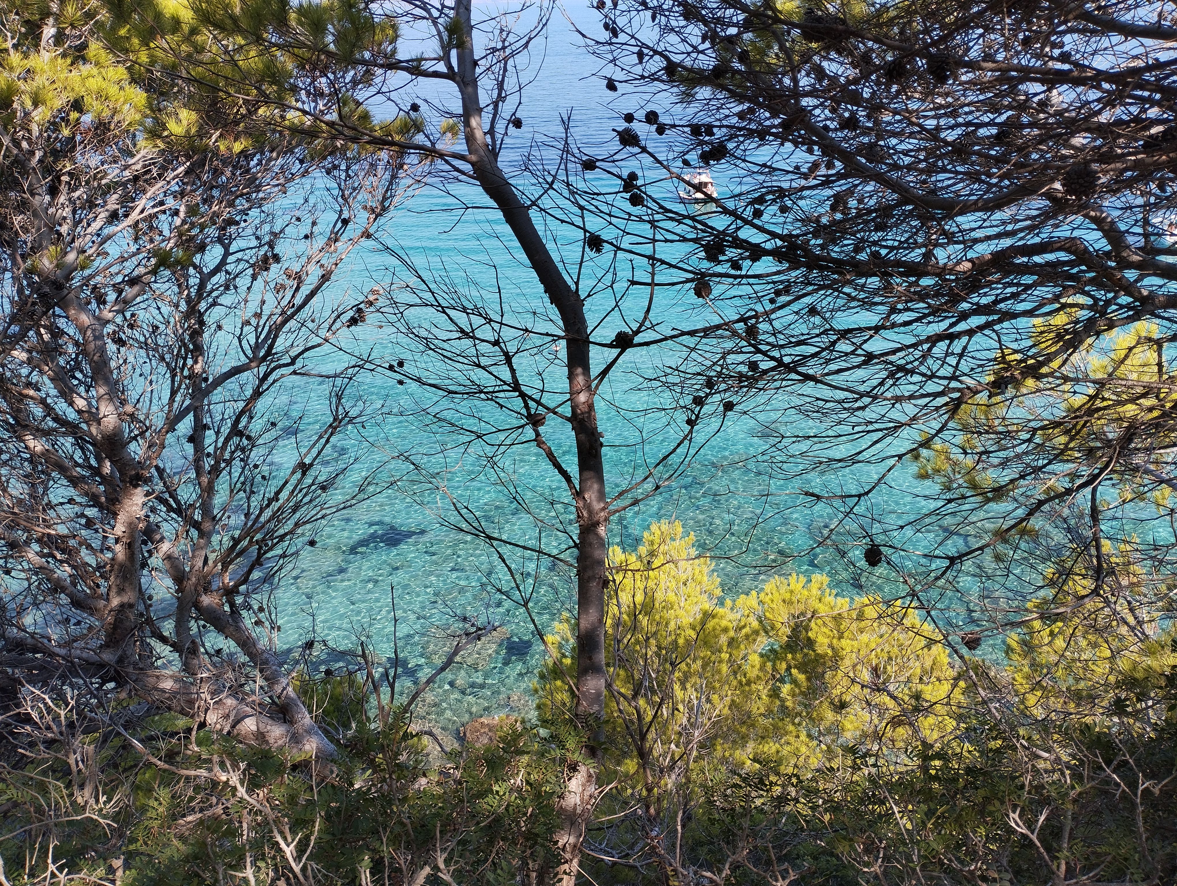 Blau turquesa entre pins - Mirador cala na Clara, Mallorca FOTO: Andrea Bedós Torrens 