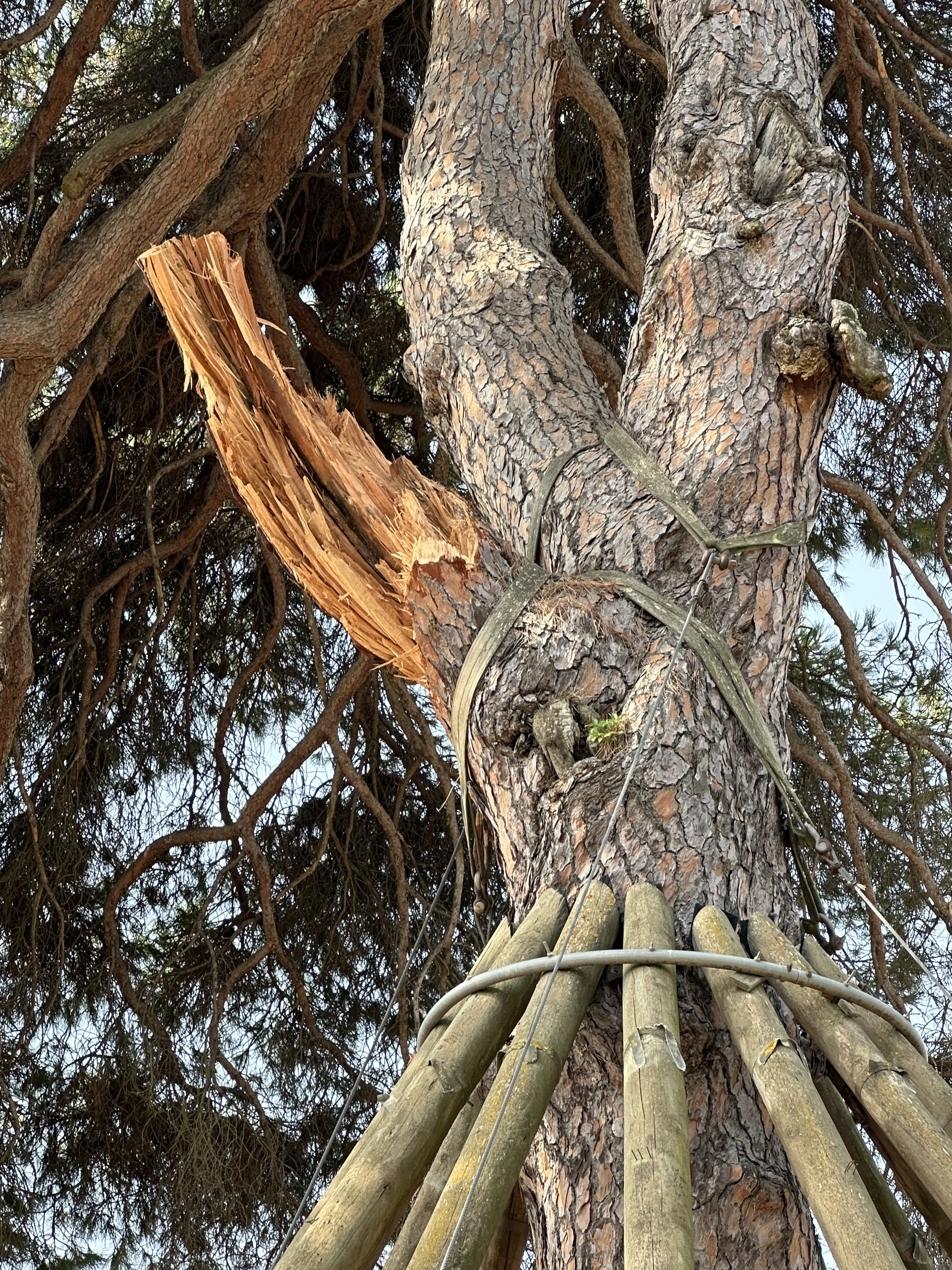 Branca esqueixada - Pi d’en Xandri, Sant Cugat del Vallès FOTO: Josep Antoni Teixidó Fontanillas