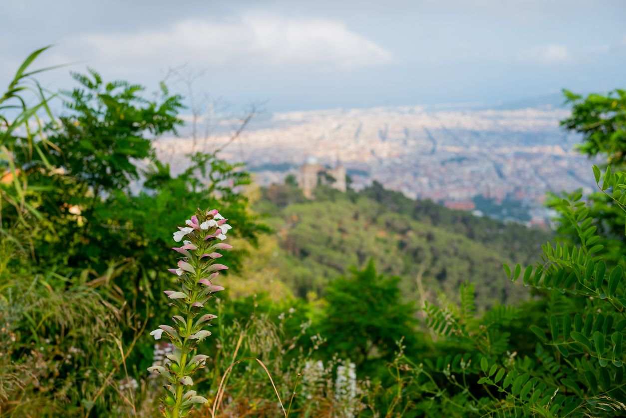 La jornada pretén difondre els beneficis de la gestió forestal adaptativa FOTO: Cedida