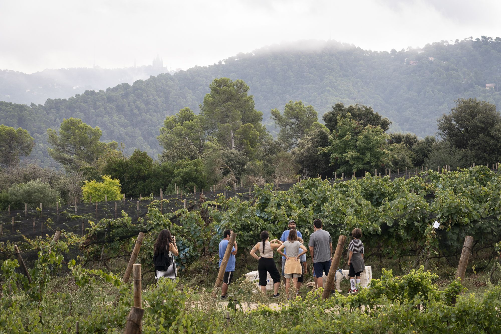 Festa de la verema de Can Calopa. FOTO: Mireia Comas