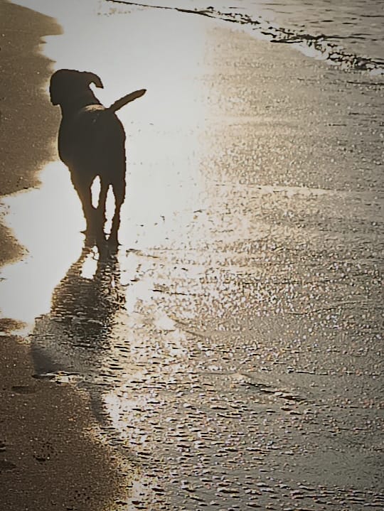 Contrallum - Platja del Francàs FOTO: Gemma Rius Suñé