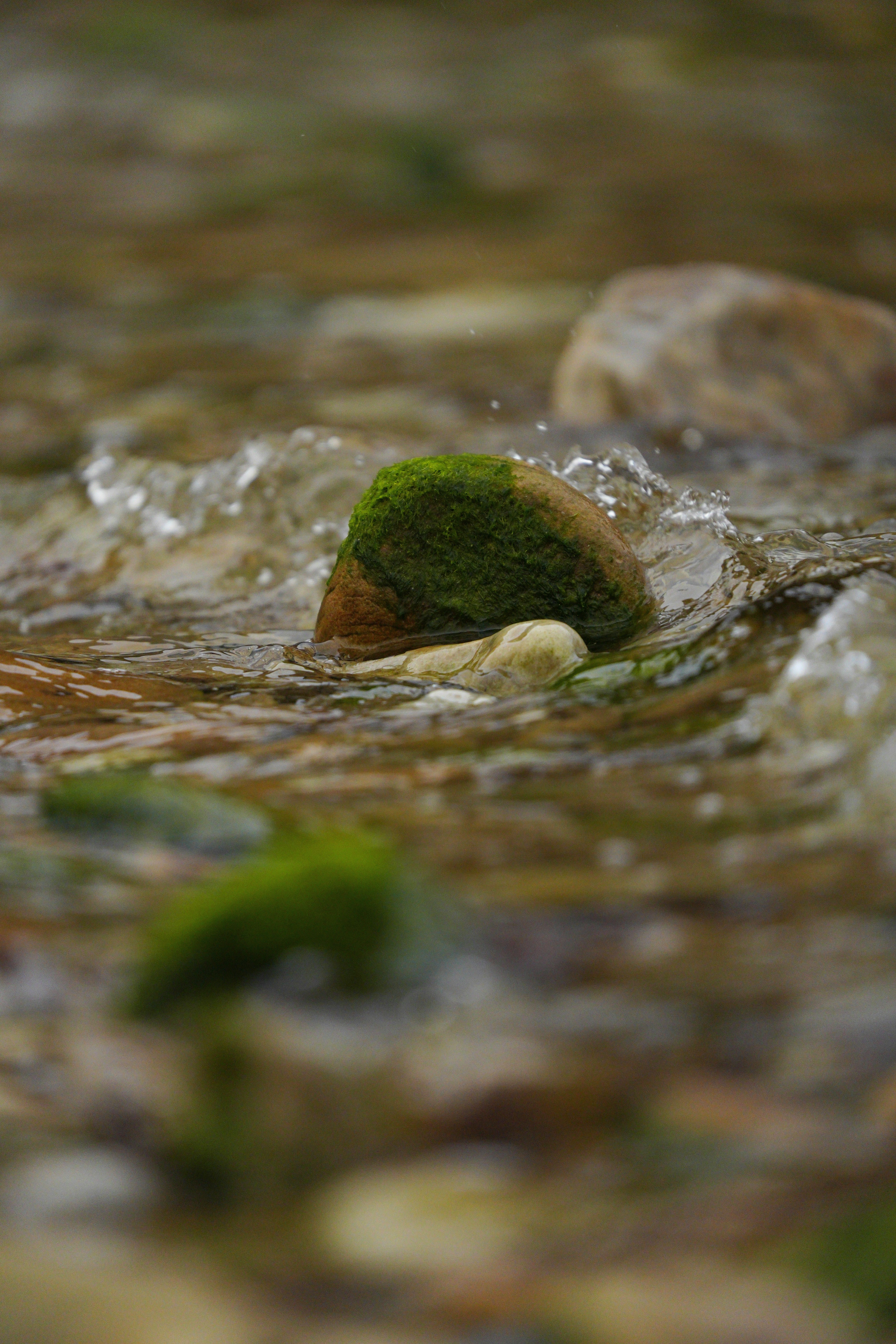 Colors de pau - Astúries FOTO: Carles Andreu Pujol