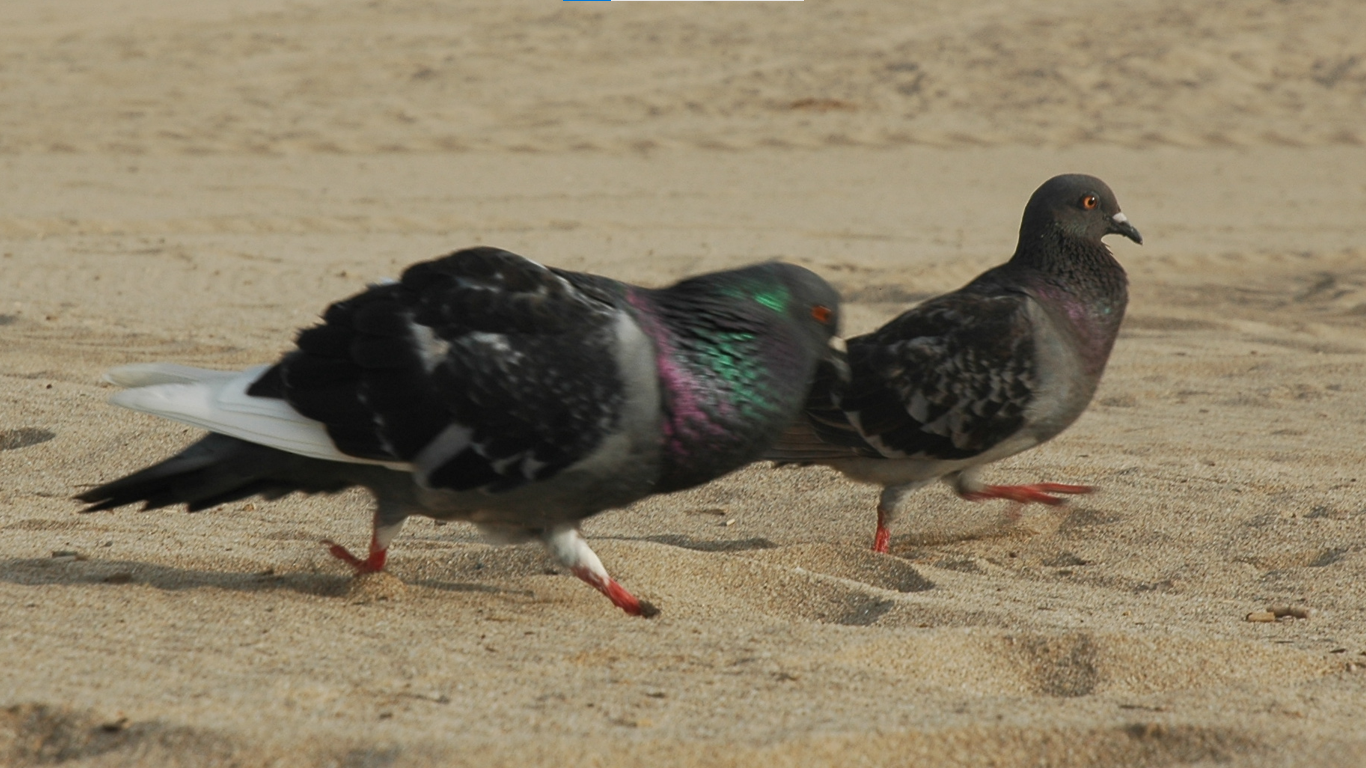 Coloms a la platja - Platja de la Murtra, Gavà FOTO: Tomás Llerena Blandón
