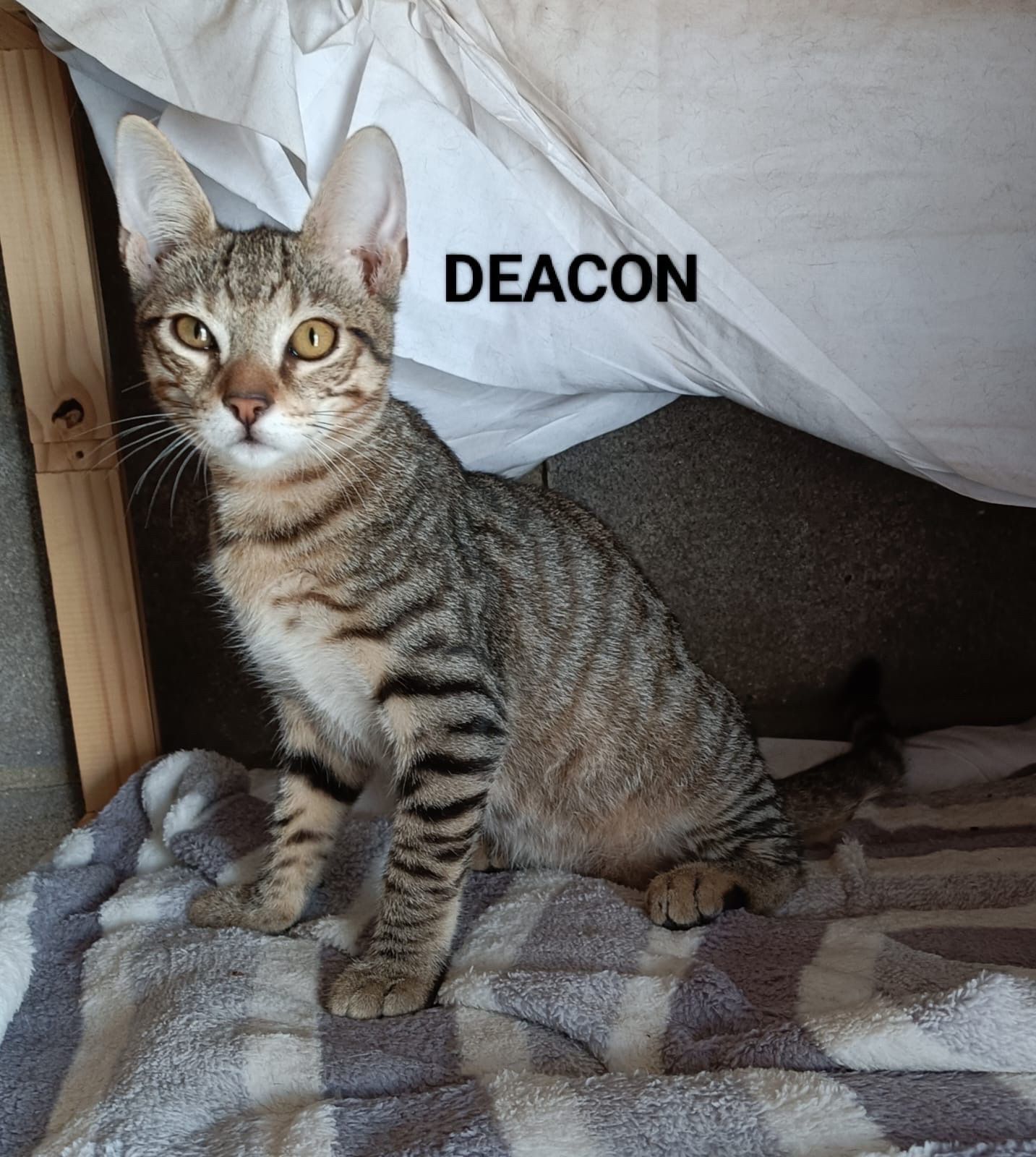 Deacon(1)