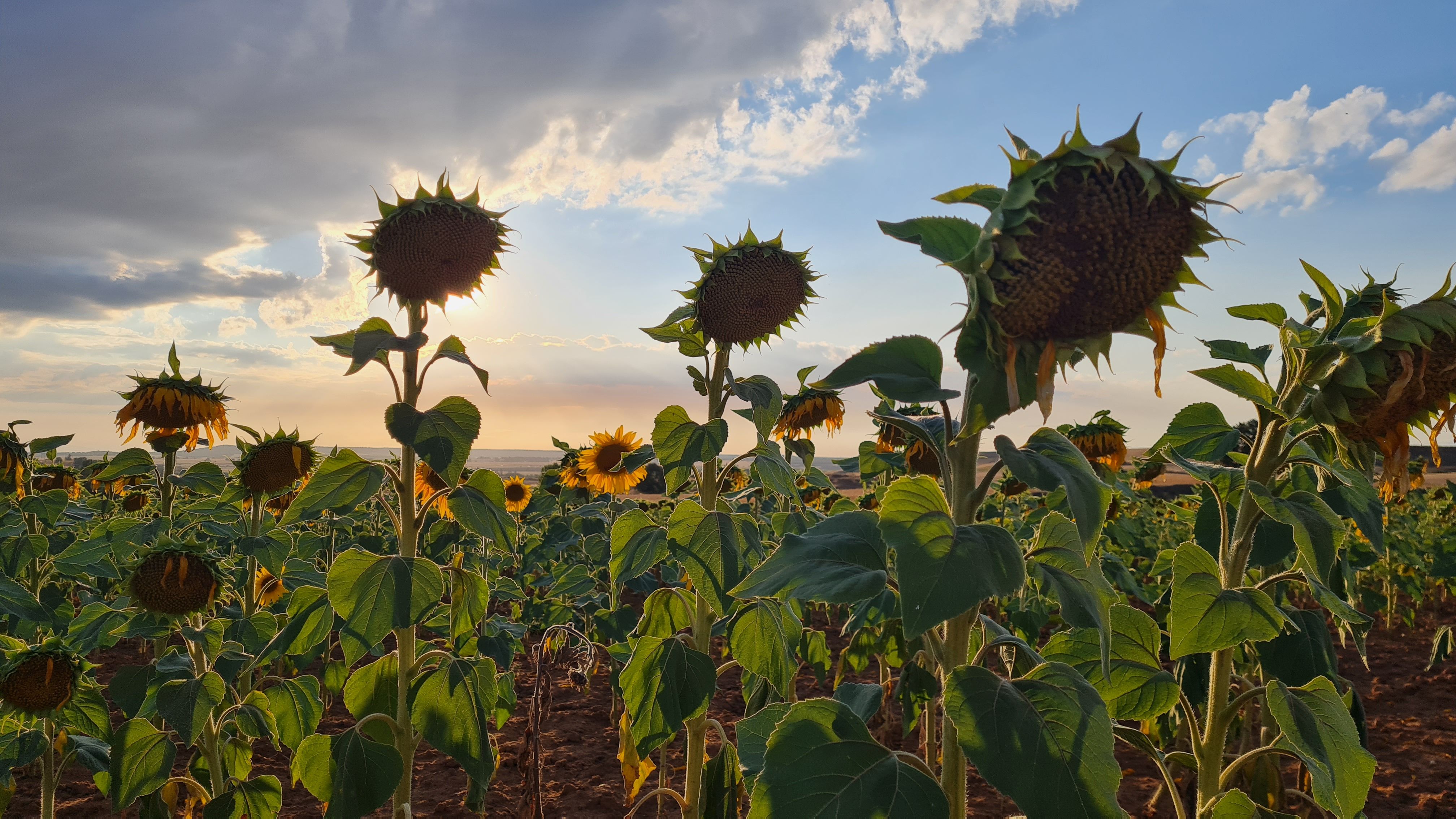Cau es sol de s'hora baixa - San Cristóbal de Boedo, Palència FOTO: Aleix Ballart Perez