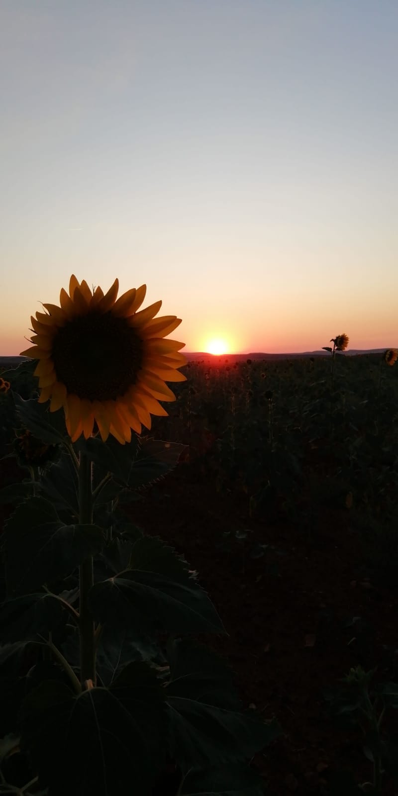 Capvespre entre gira-sols - Castella i Lleó FOTO: Esther López Alonso