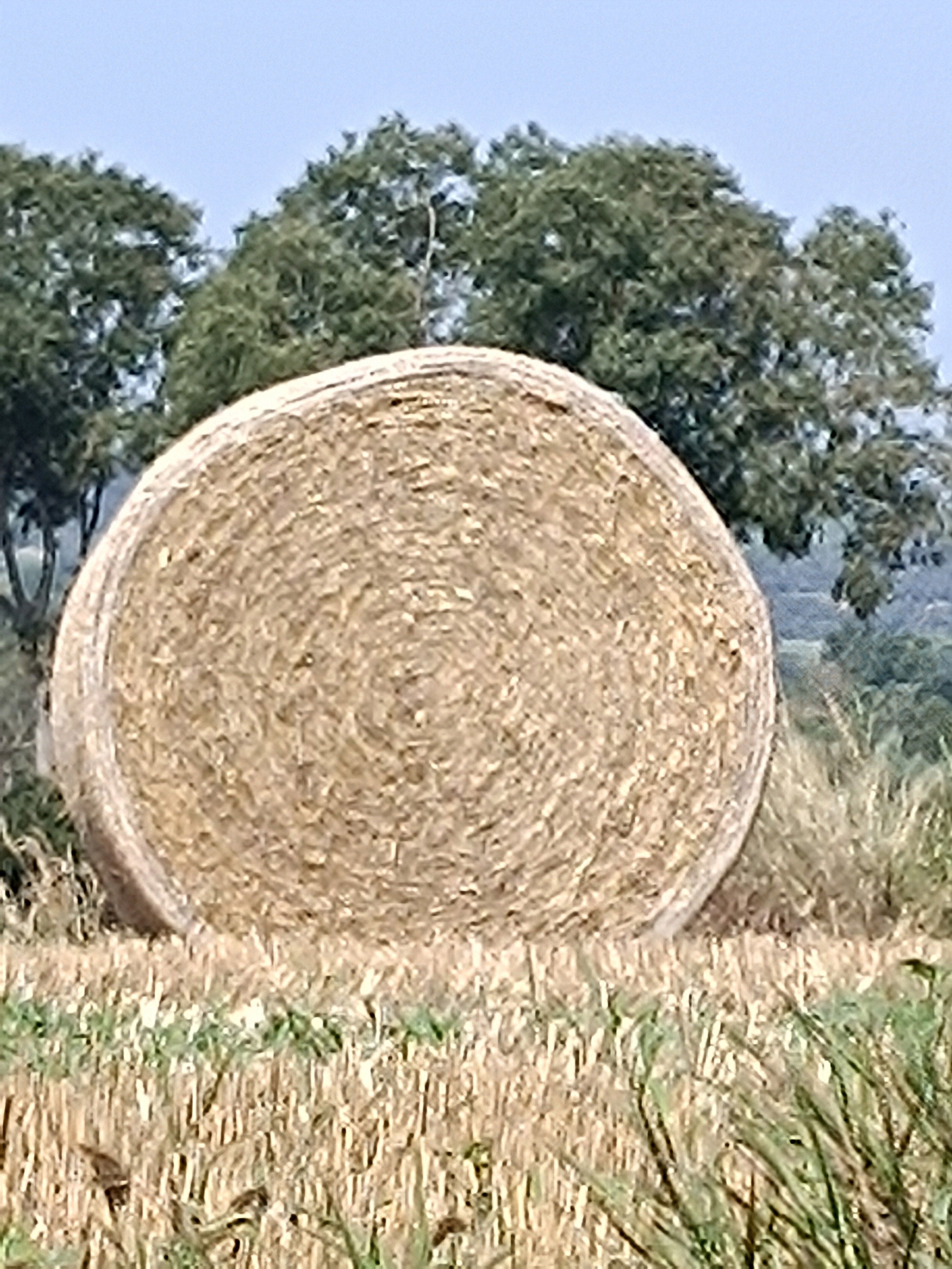 Camp segat - Ullastret FOTO: Maria Cinta Borrell Planchart