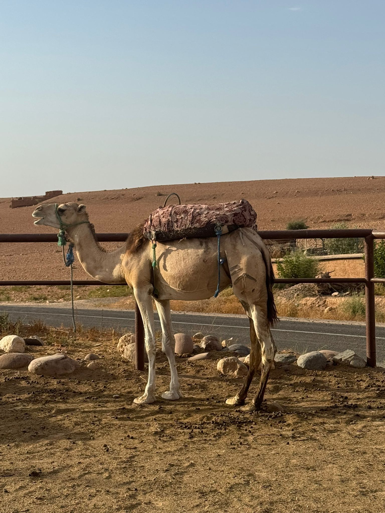 Camell - Desèrtic, Marrakech FOTO: Lidia Llamas