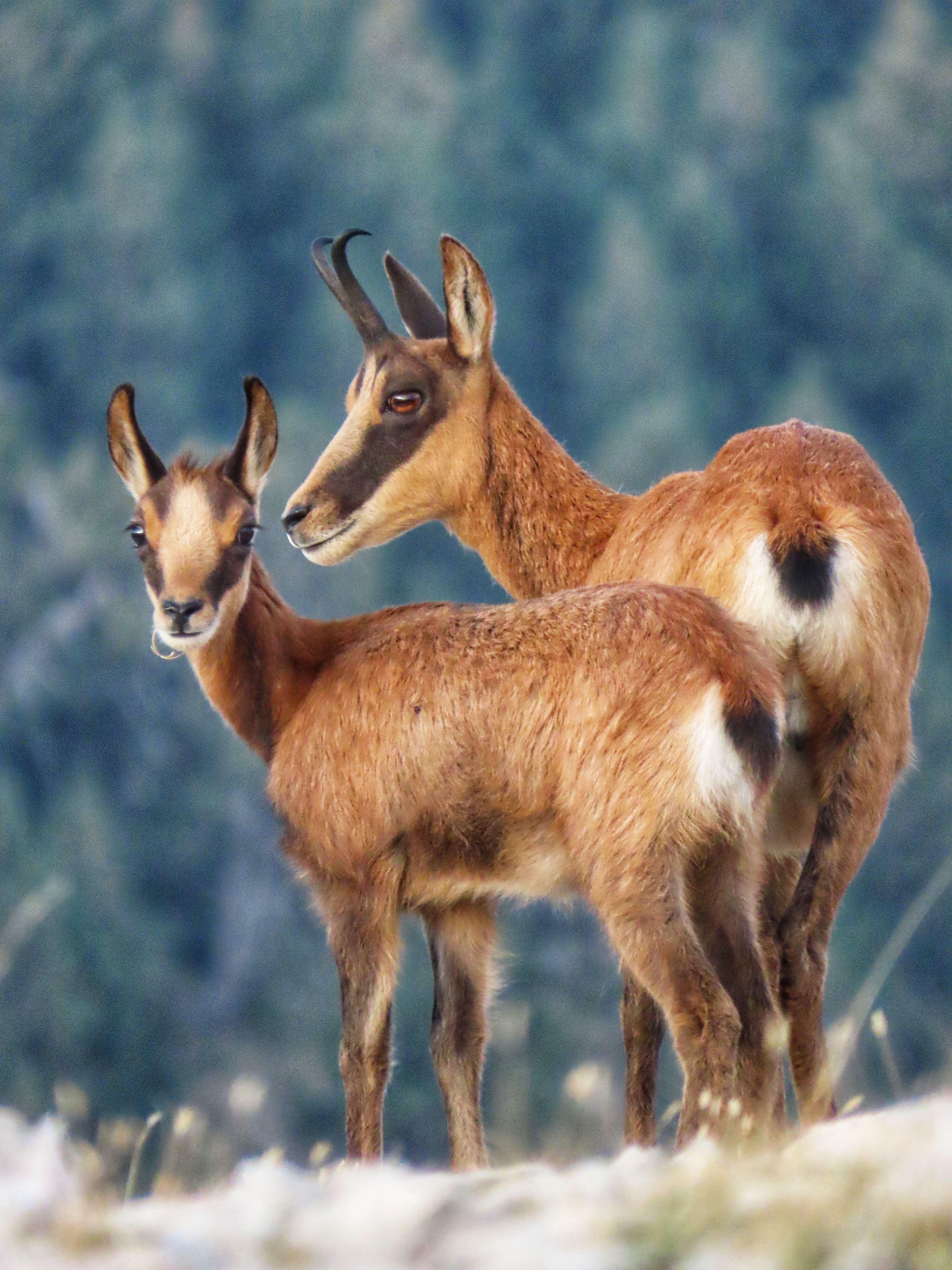 Born in the Pyrenees - Massís del Port del Compte FOTO: Artur Riba Inglés