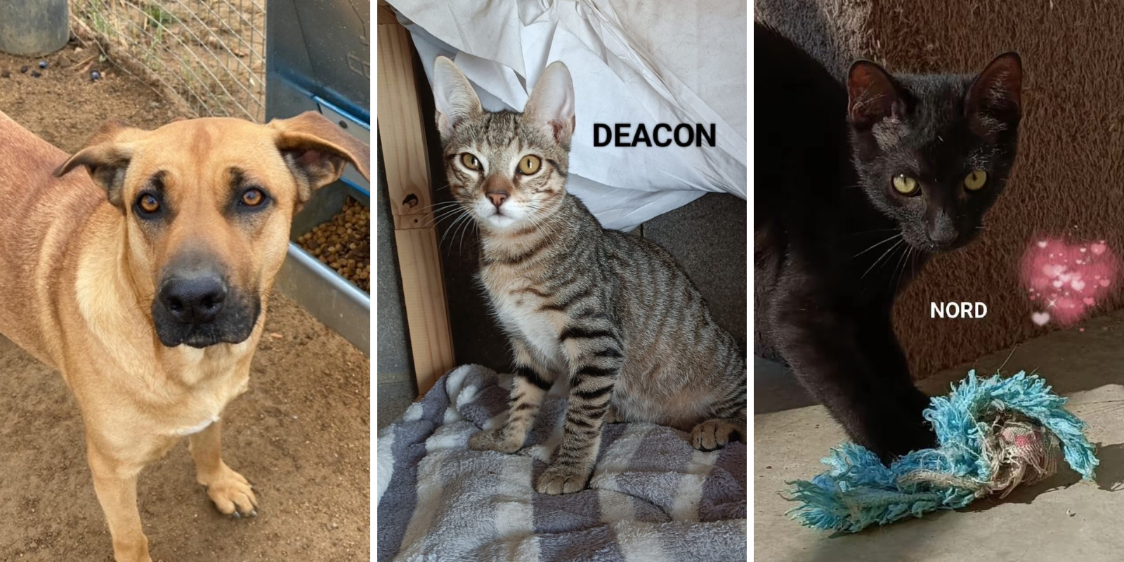 Animals en adopció: Kona, Deacon i Nord. FOTO: Cedida