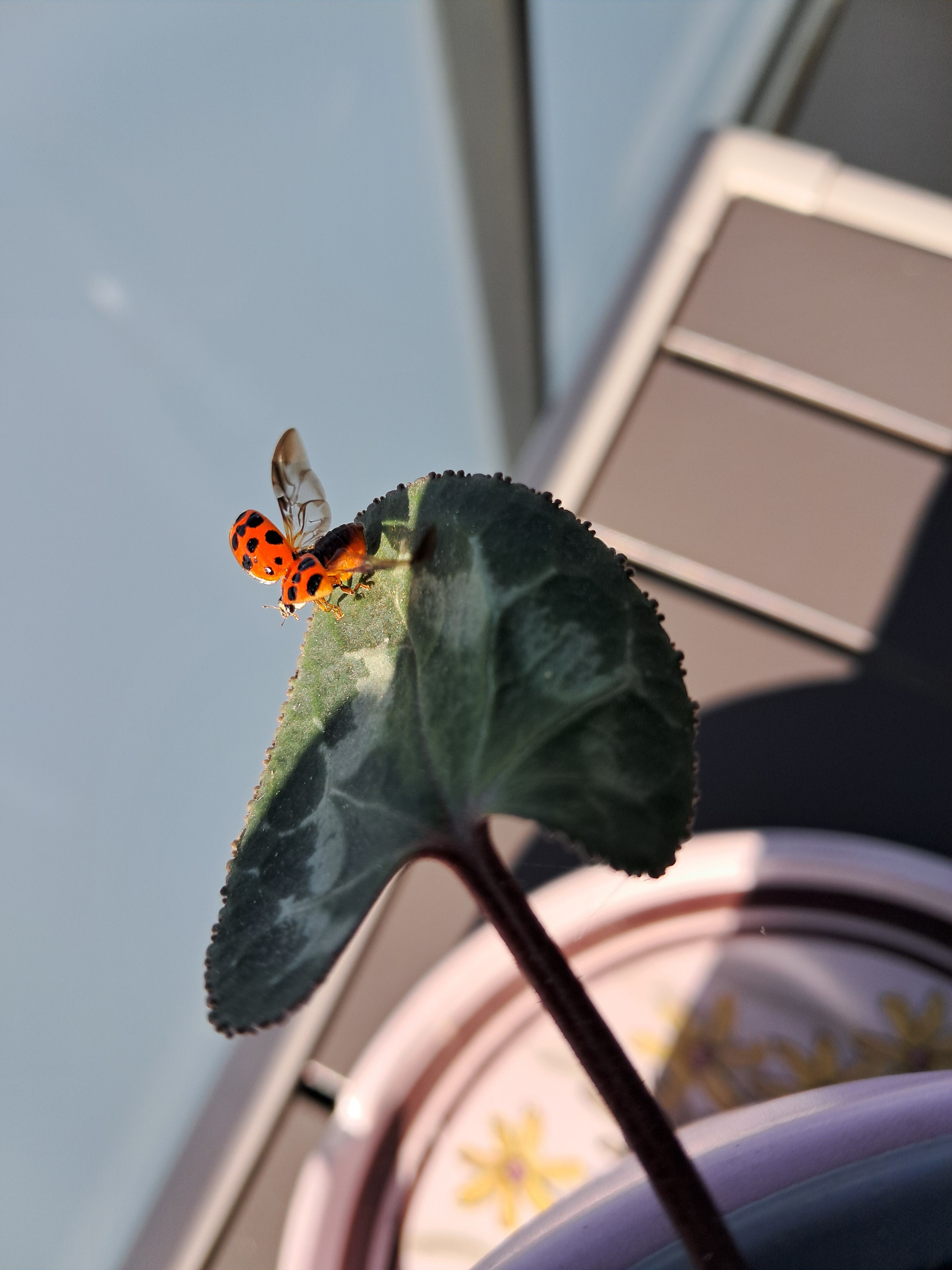 Alçant el vol - Sant Cugat FOTO: Carmina Martínez