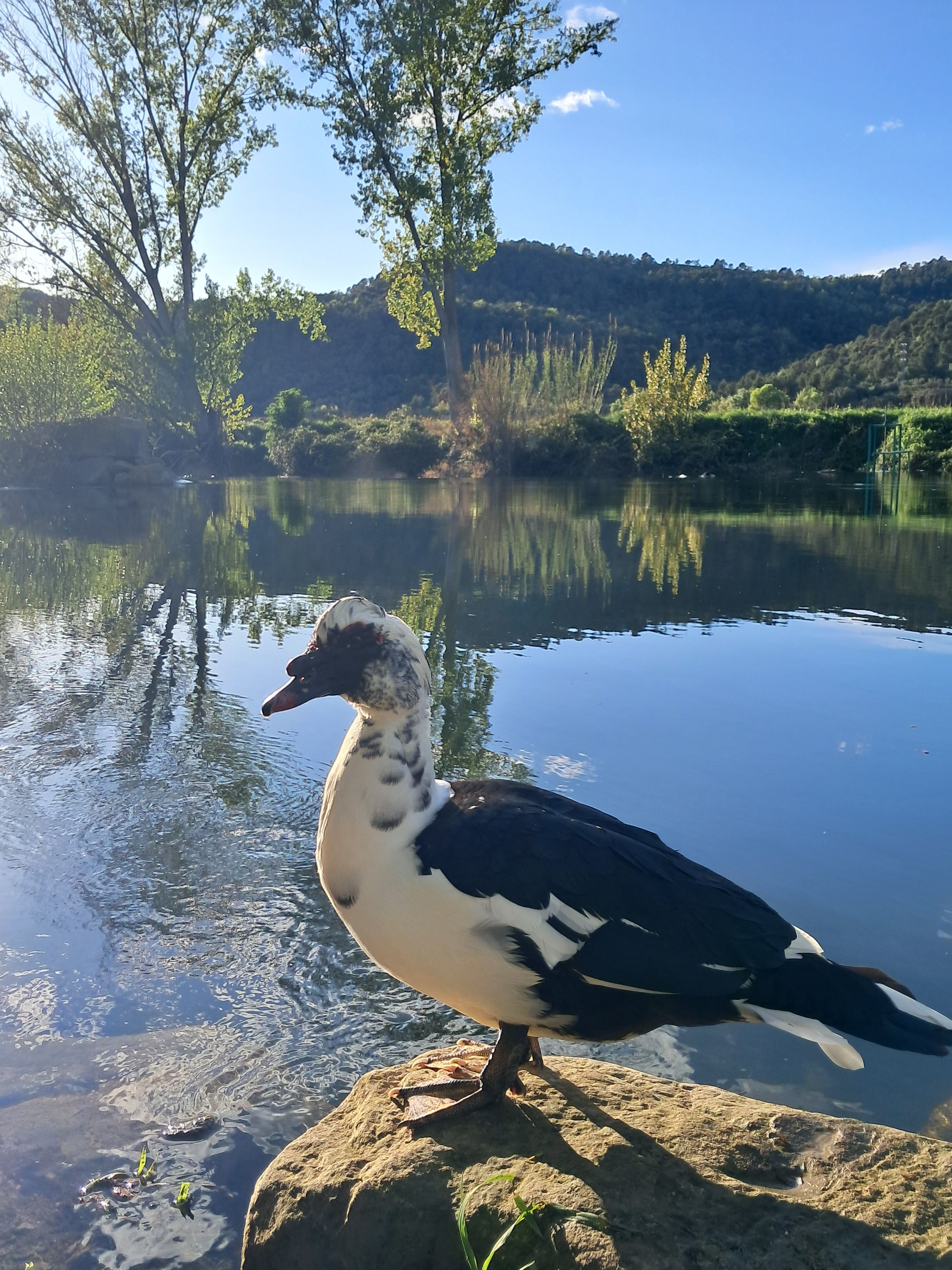 Ànec al Segre - La Noguera, Lleida FOTO: Rogeli Pedró Fontanet 