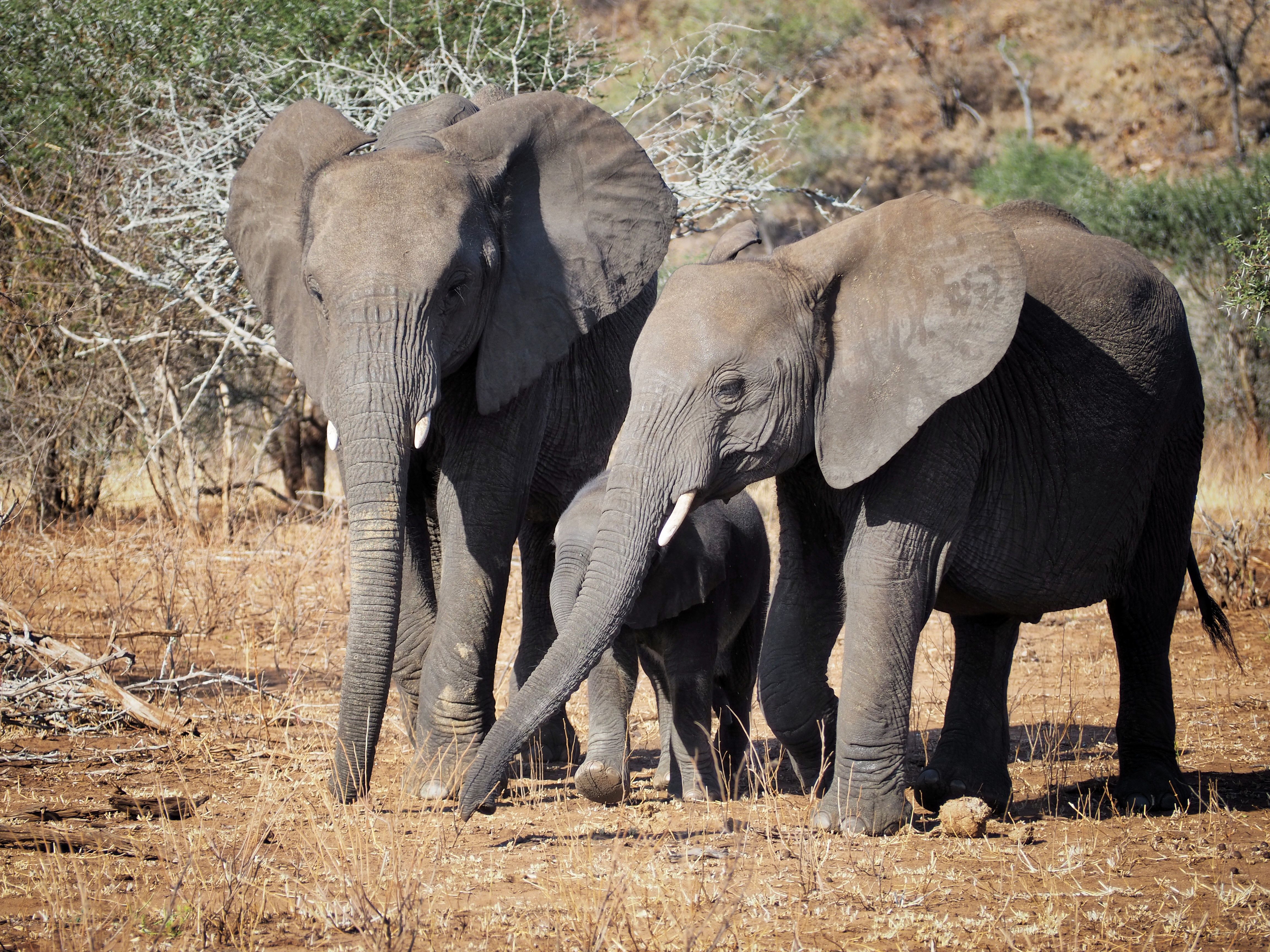 Cuidant la família - Kruger National Park, South Africa FOTO: Oscar Balsells Gonzalez
