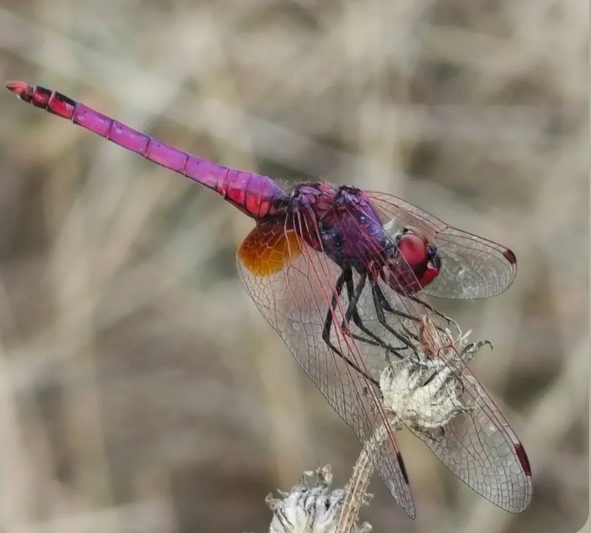 De descans a l'estany - Estany la Guinardera FOTO: Arnau Arsen Navarro Martínez