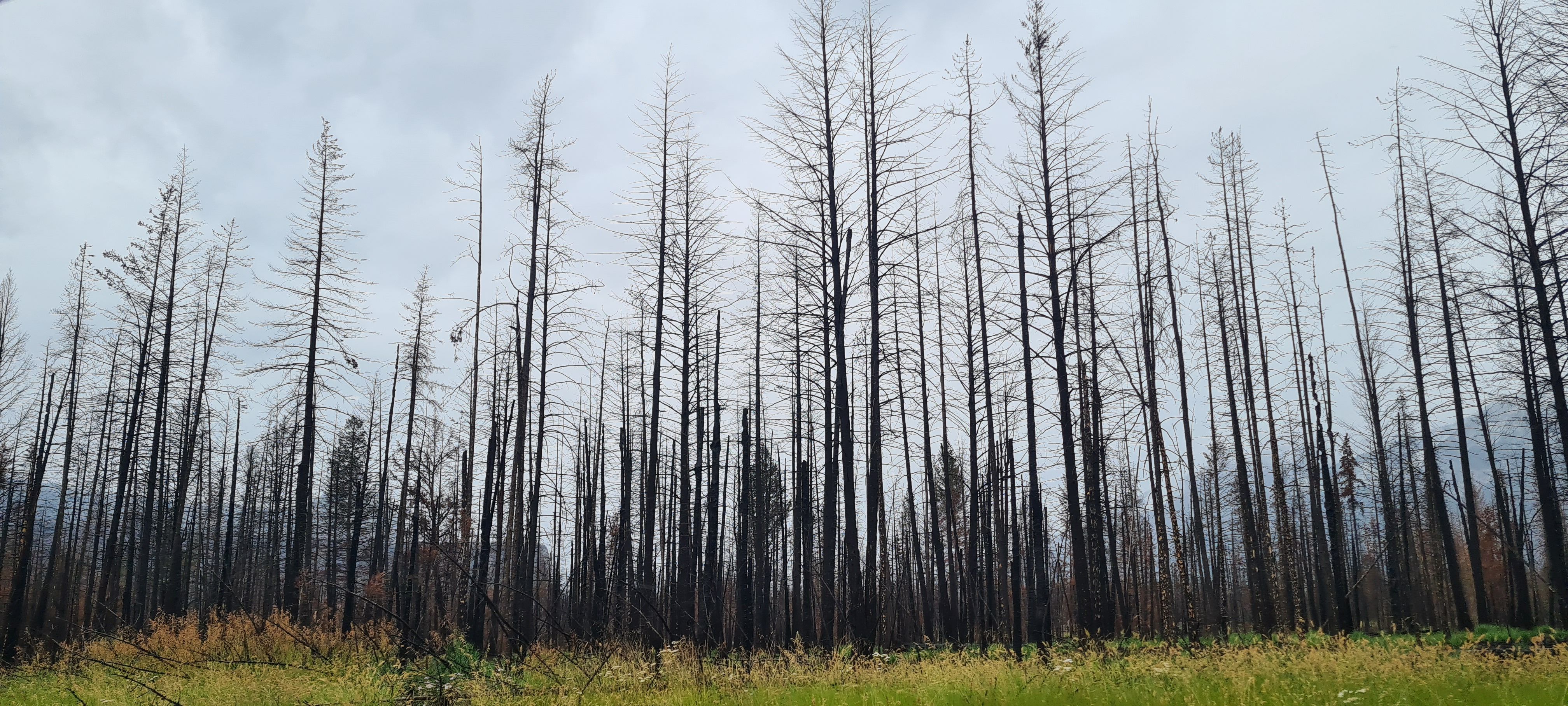 Després del foc - Jasper FOTO: Beth Mejan Aznar