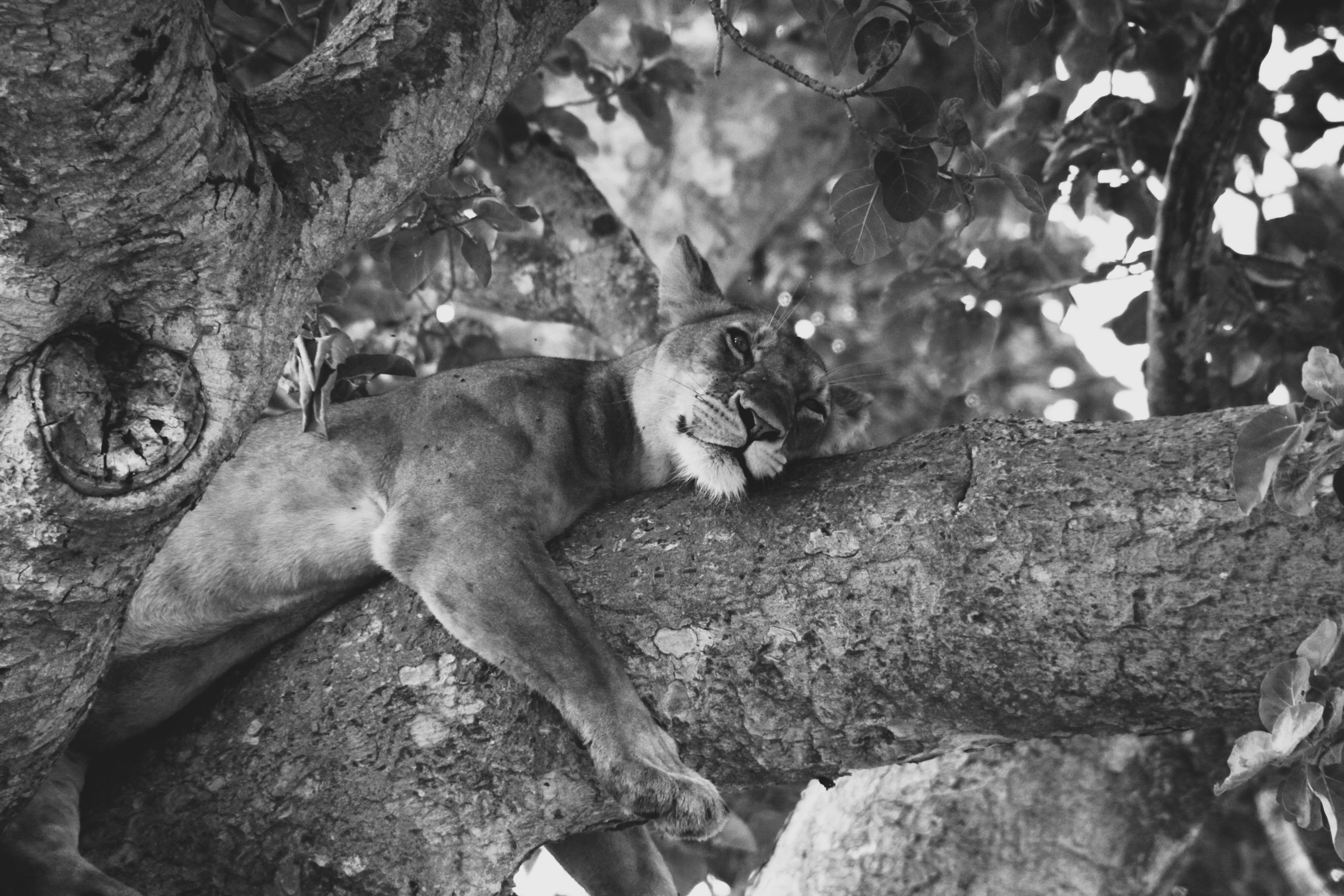 El descans merescut - Uganda FOTO: Adria Pinto Pardo 