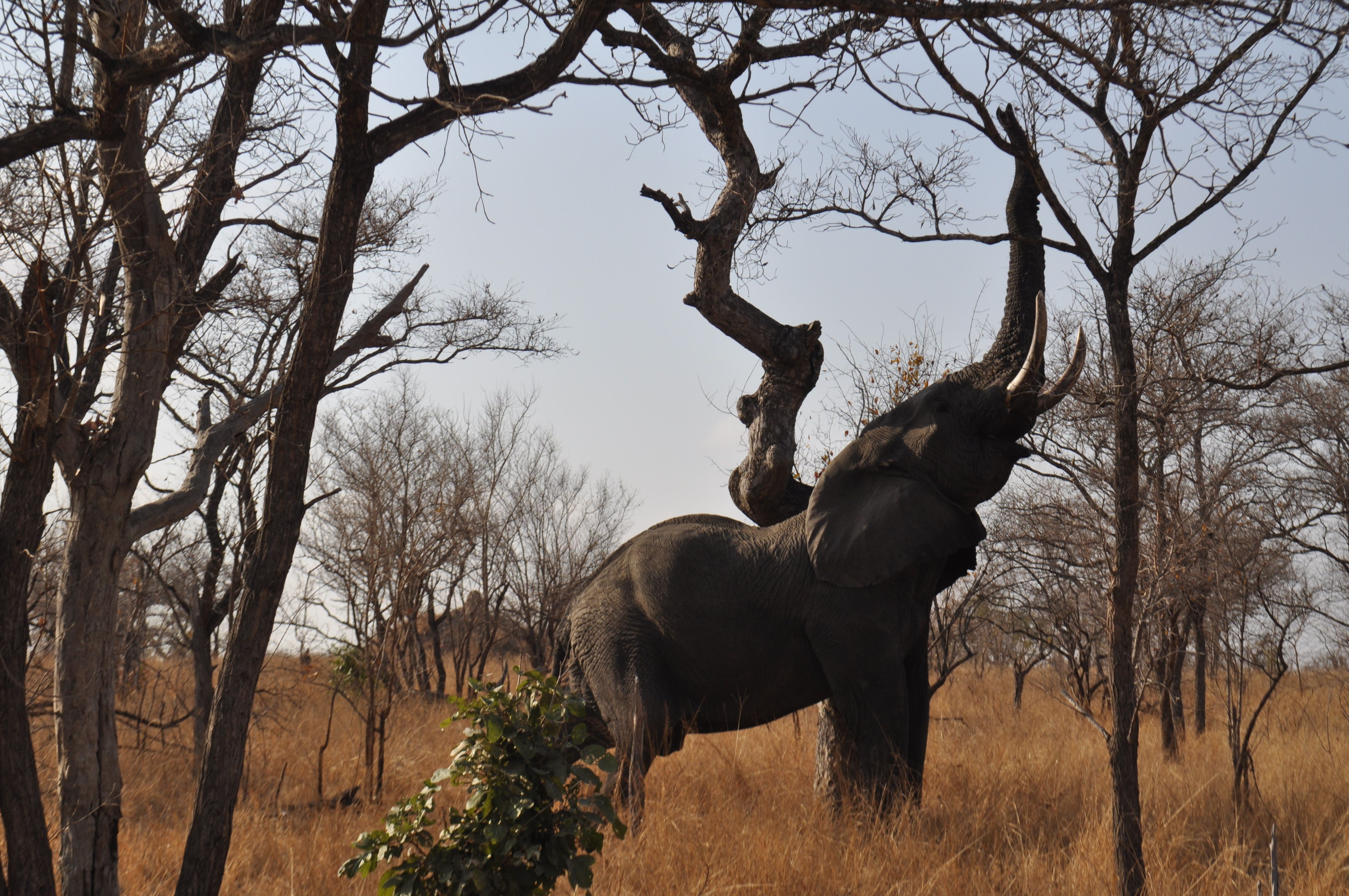 El gegant del bosc sec - Parc Nacional de Kruger, Sud-Àfrica FOTO: Bruno Aranda Sedeño