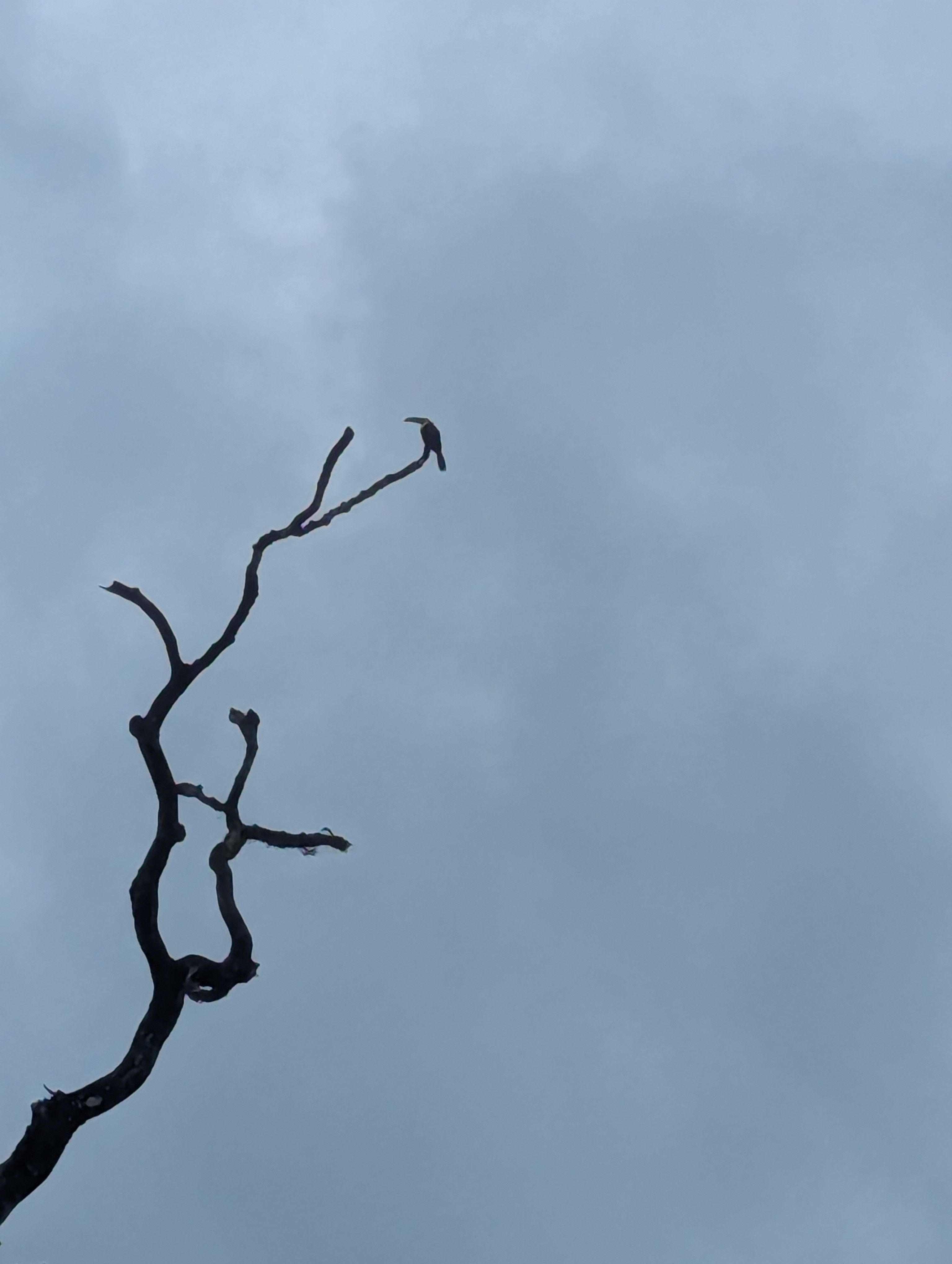 El món a vista de Tucán - Costa Rica FOTO: Marta Vives Pilol