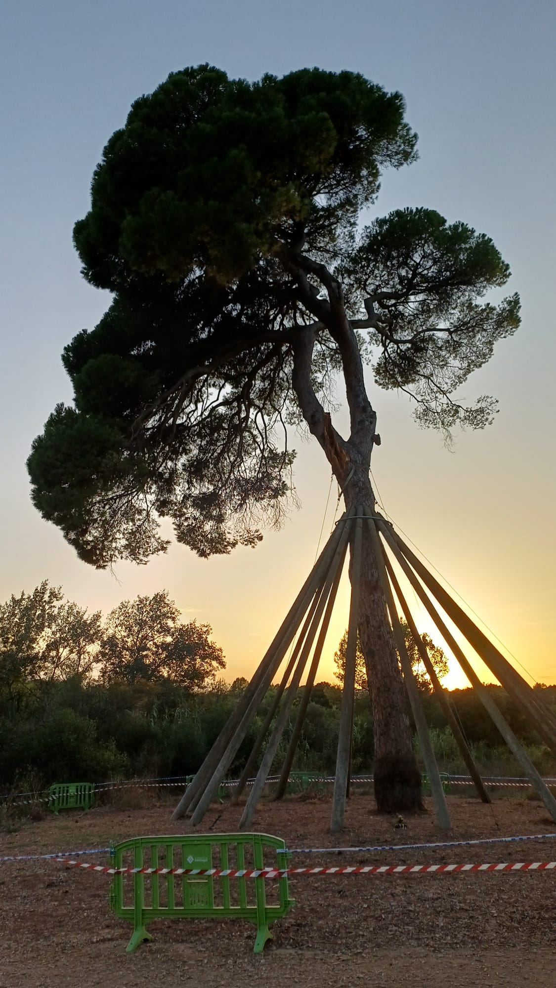 El nou Pi d'en Xandri - Pi d'en Xandri FOTO: Alicia Alvarez Boixareu 