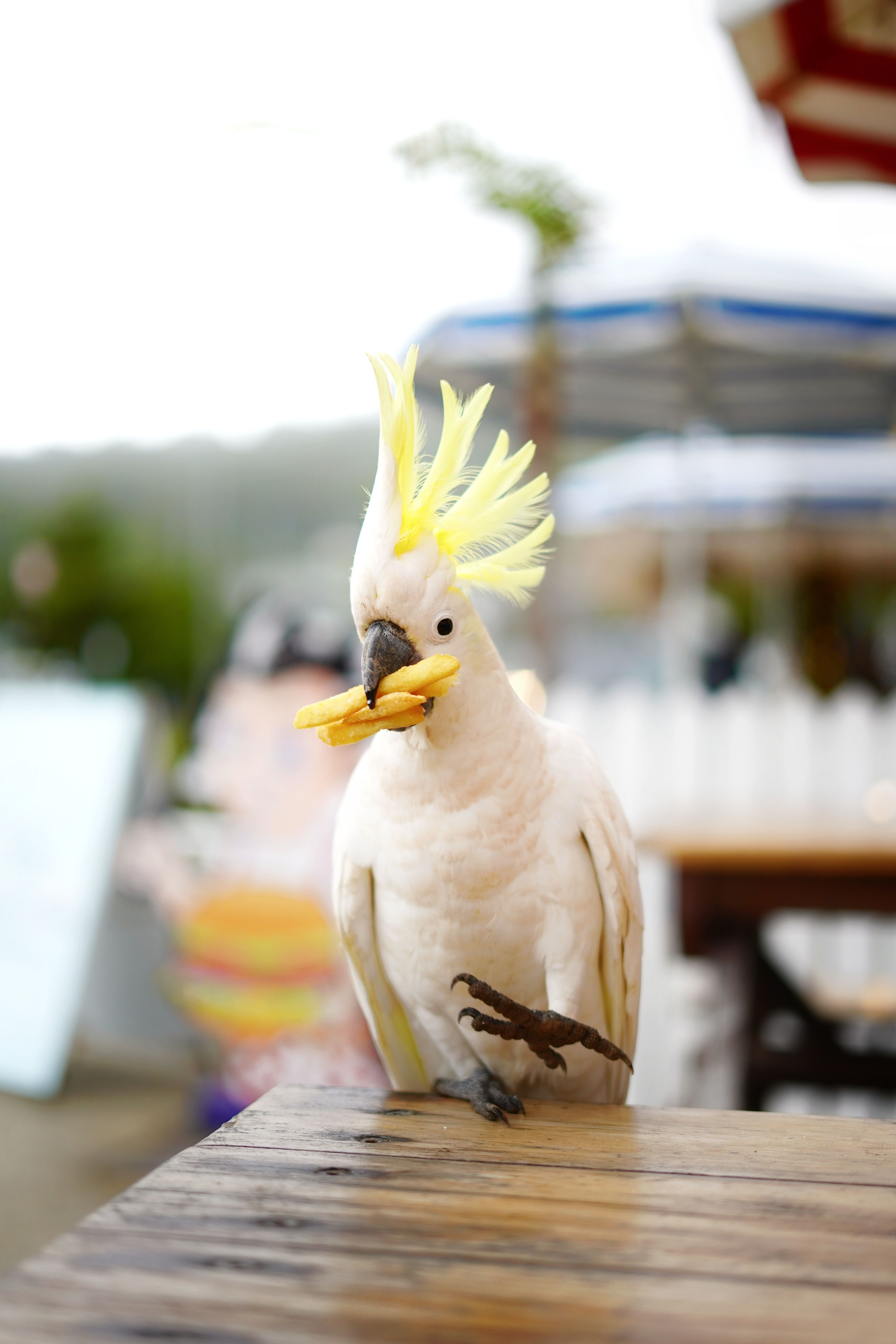 El rei de la patata - Lorne, Austràlia FOTO: Elisabeth Berral Merlo