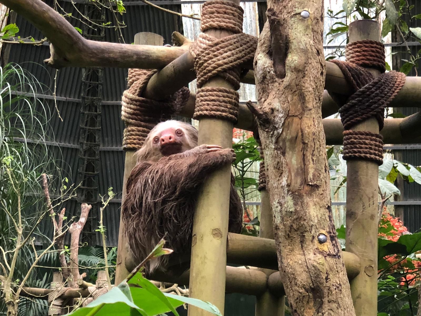 El ritme lent de la selva - La fortuna, Alajuela, Costa Rica FOTO: Massiel Rojas Valle