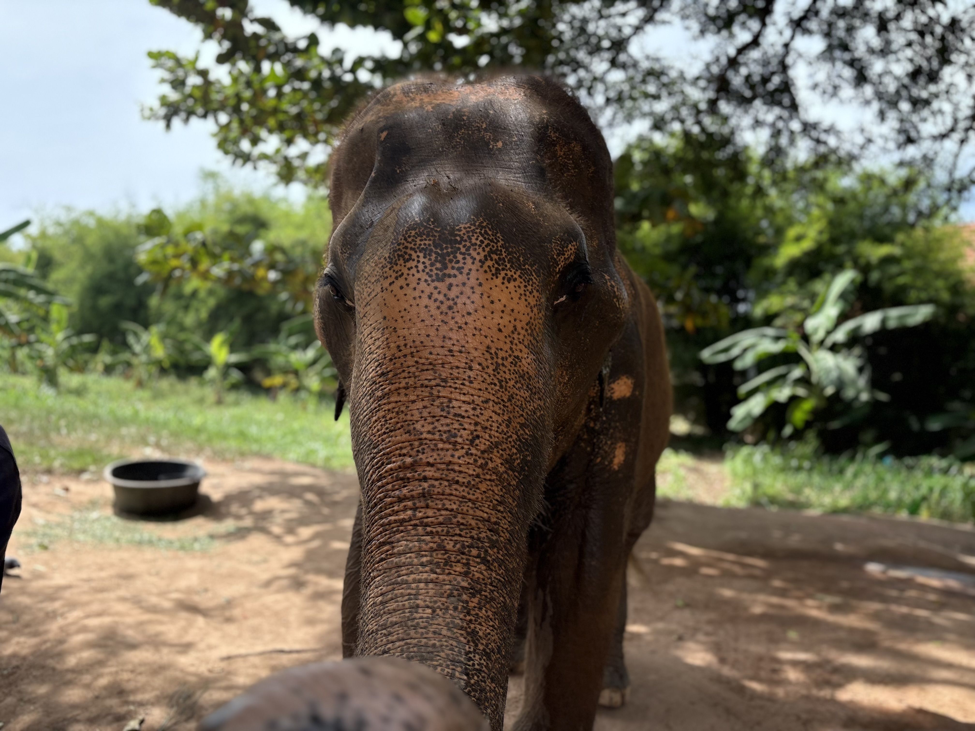 Elefant rescatat - Tailàndia FOTO: Chiara Schuster
