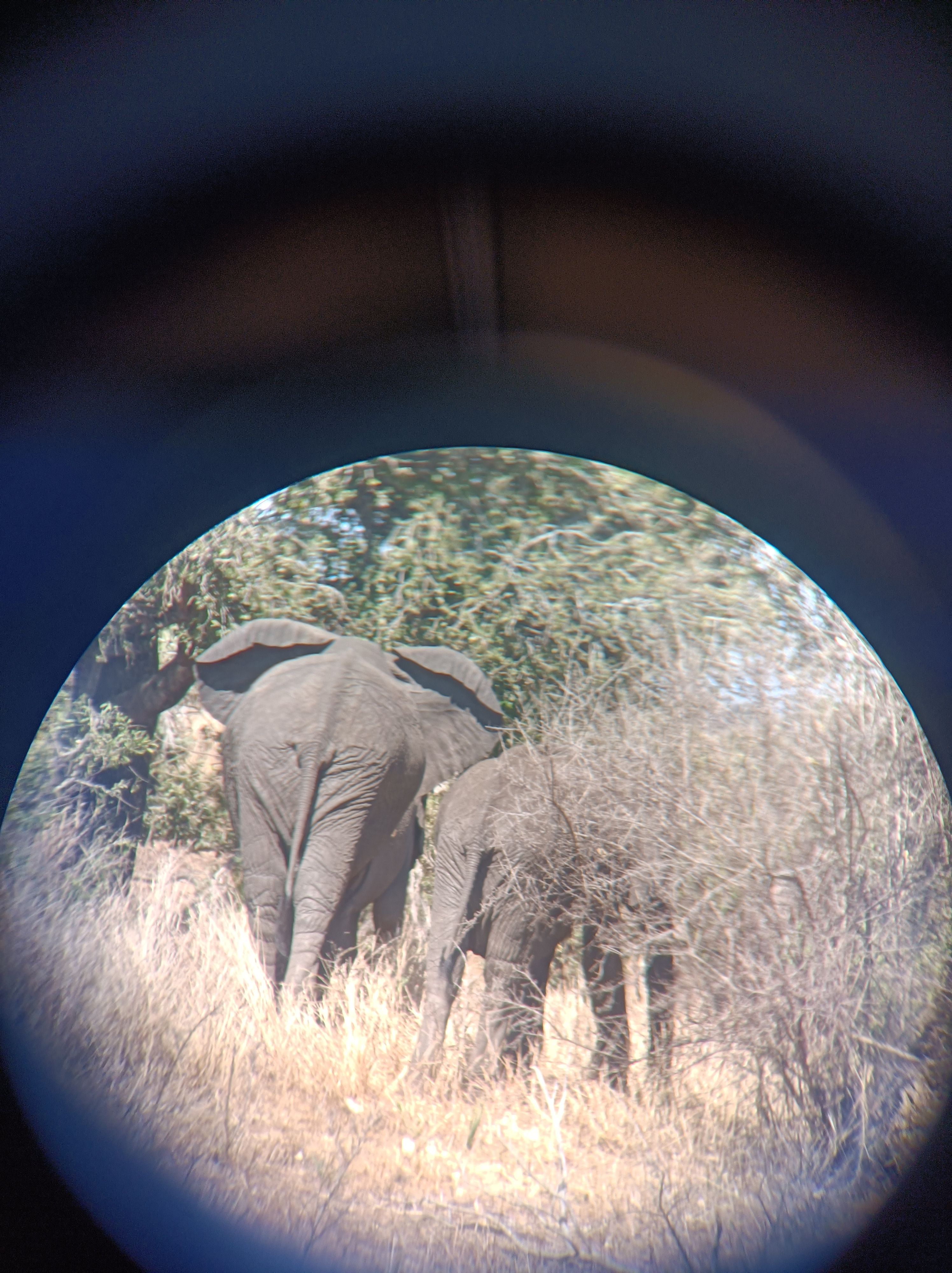 Els binocles ens apropen - Kruger National Park, Sud-Àfrica FOTO: Mar Browning Rodríguez 