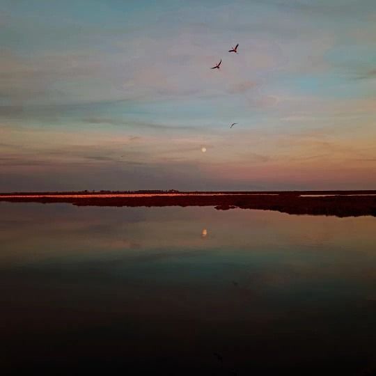 Els Flamencs del Delta de l'Ebre - Tarragona FOTO: Sonia Murcia Muñoz