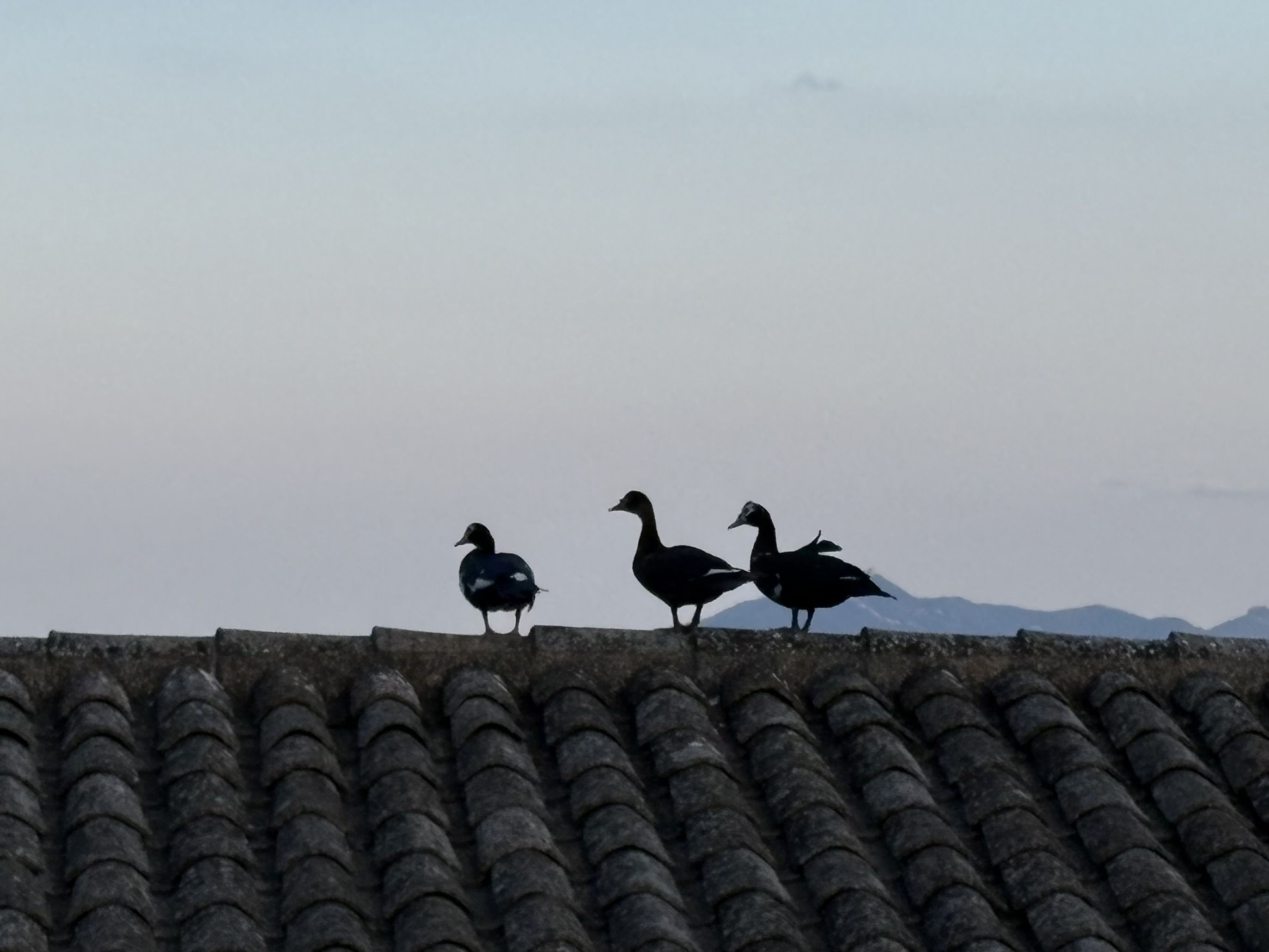 Emigrants - Sant Joan, Mallorca FOTO: Agustí Hurtado Giner