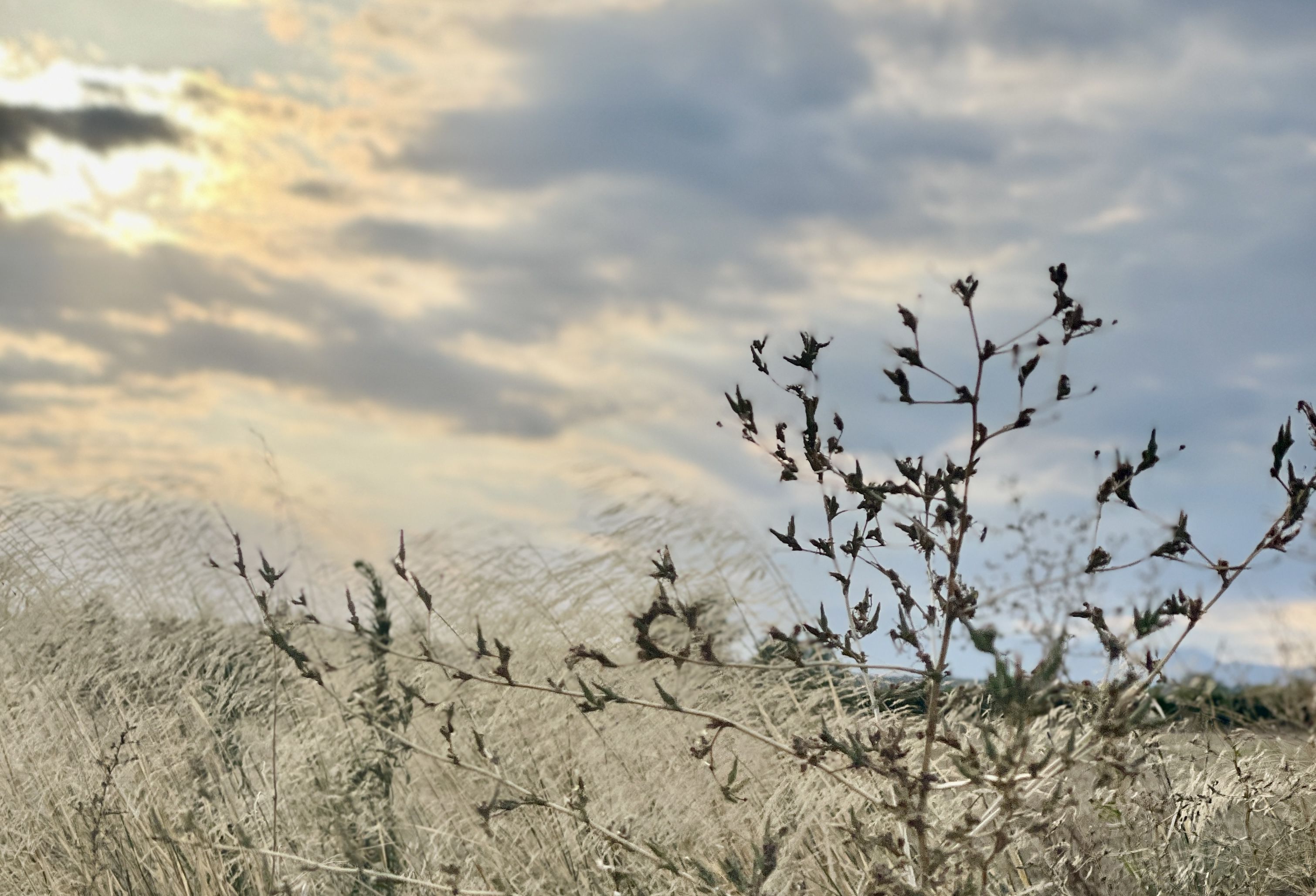 Últims raigs de sol - Garriguella FOTO: Cristina Torres Vila