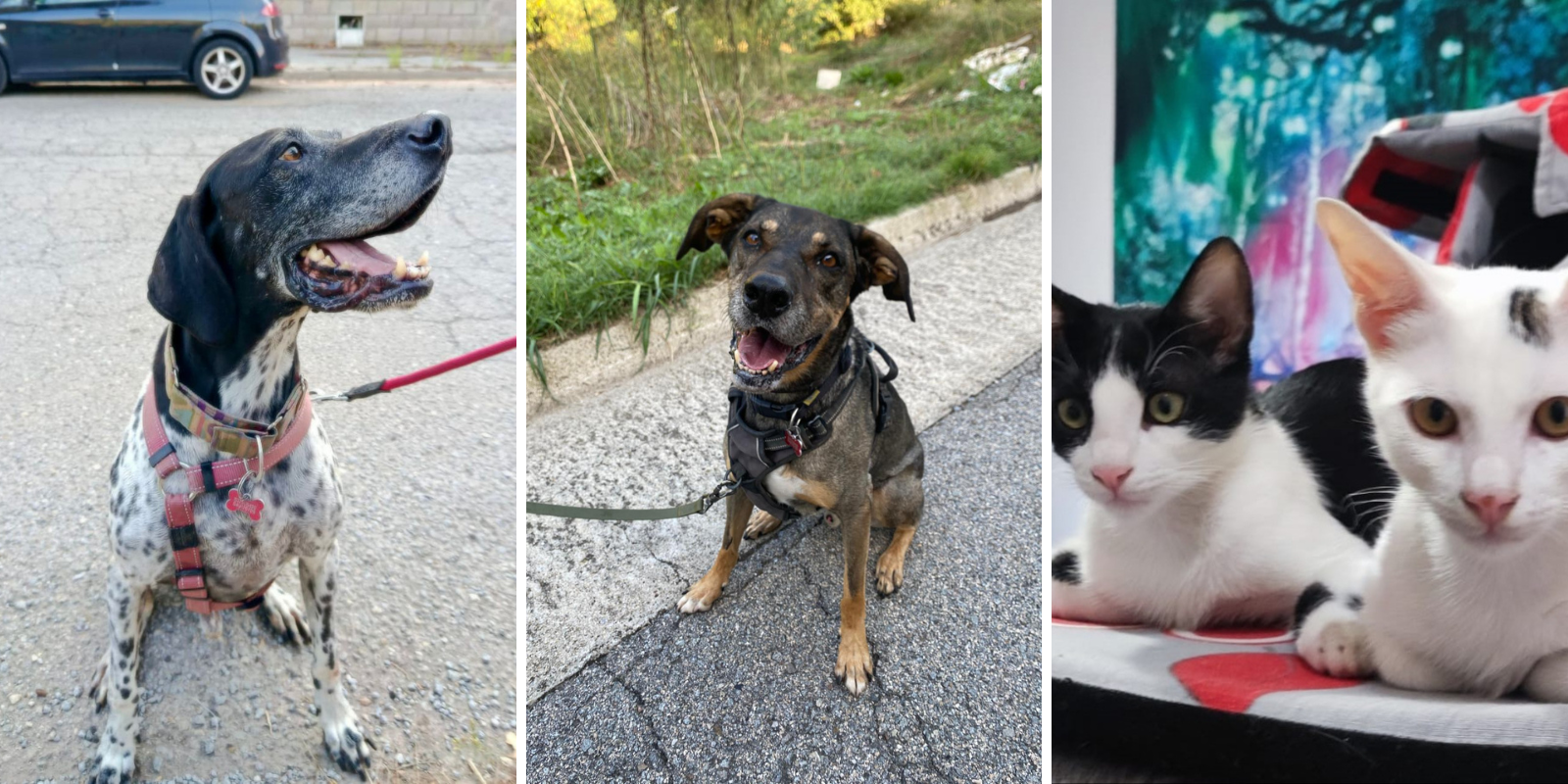 Animals en adopció: Llúpol, Tim i Tuc i Tac. FOTO: Cedida