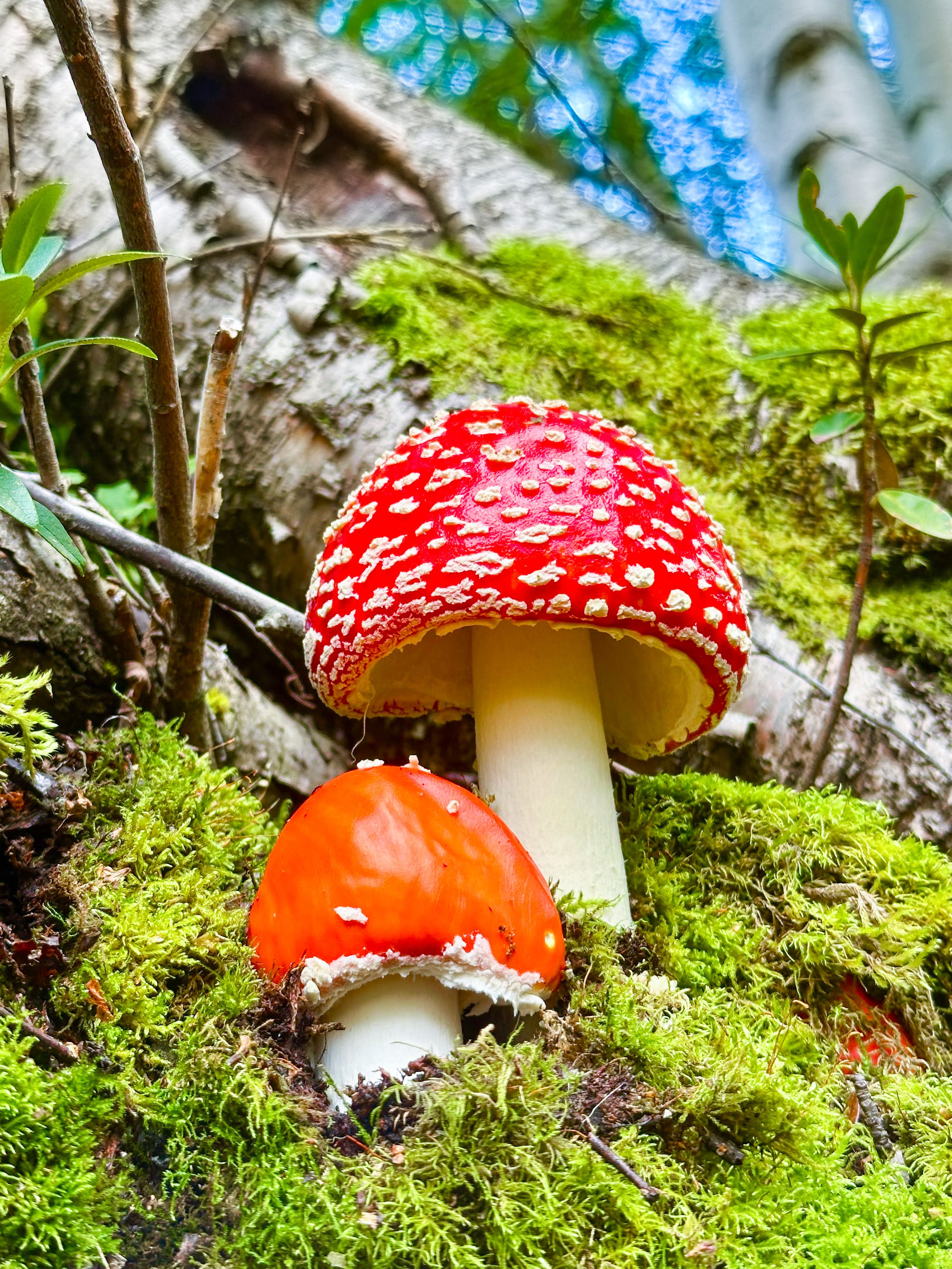 Final d´estiu - Vall Campcardós, Cerdanya FOTO: Iker Jansà Estavillo