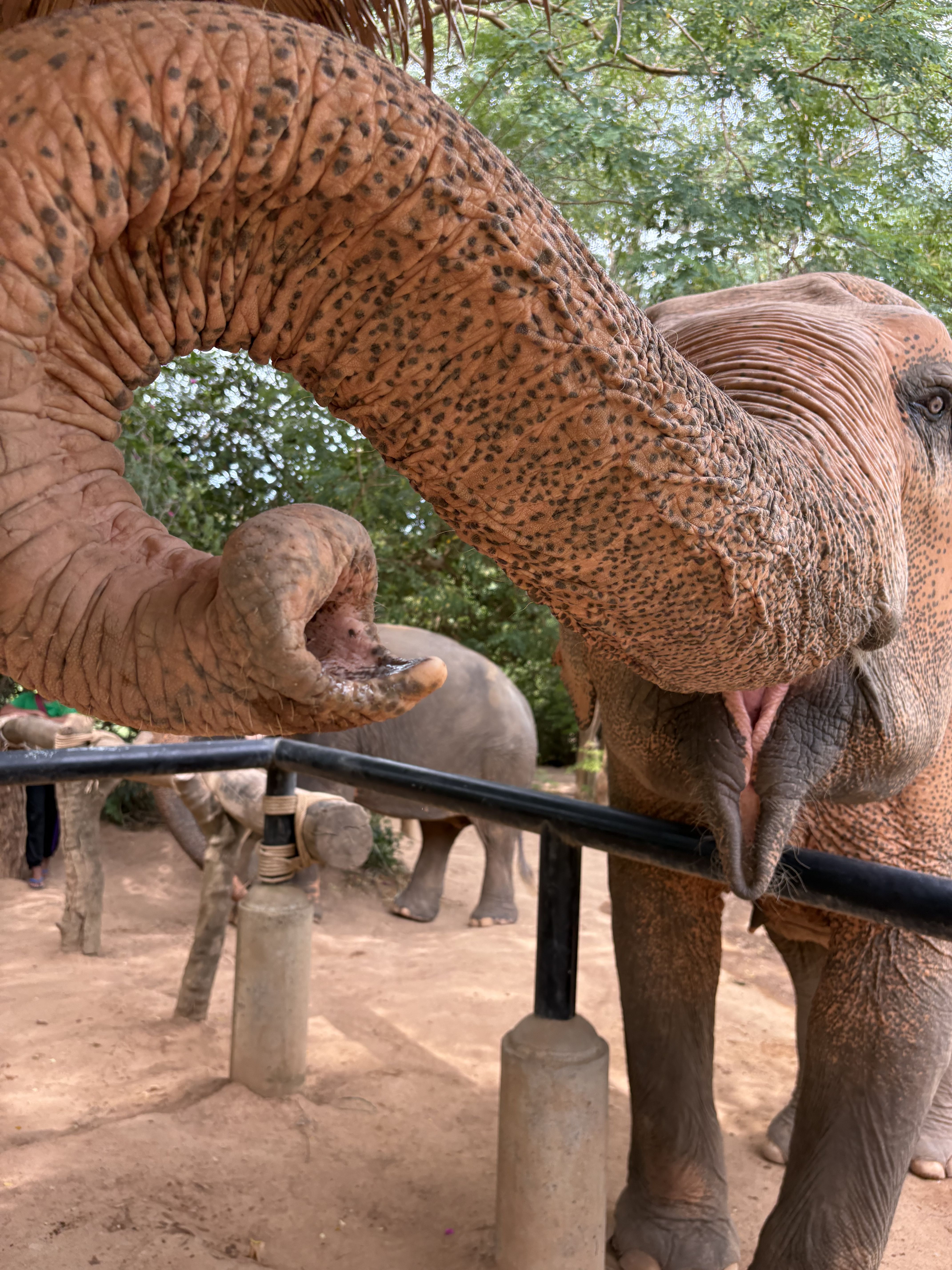Gegant amb gana - Koh Samui FOTO: Tzeitel Muscat