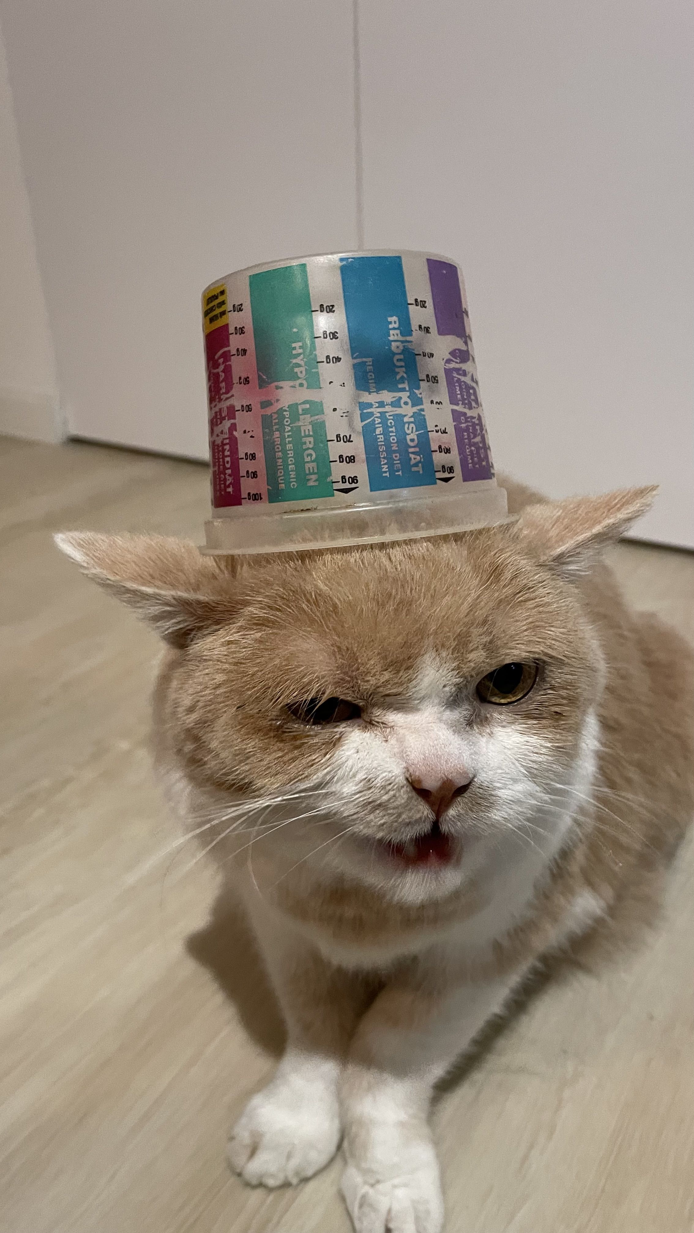 Gat - Eslovàquia FOTO: Marina Gutierrez Garcia