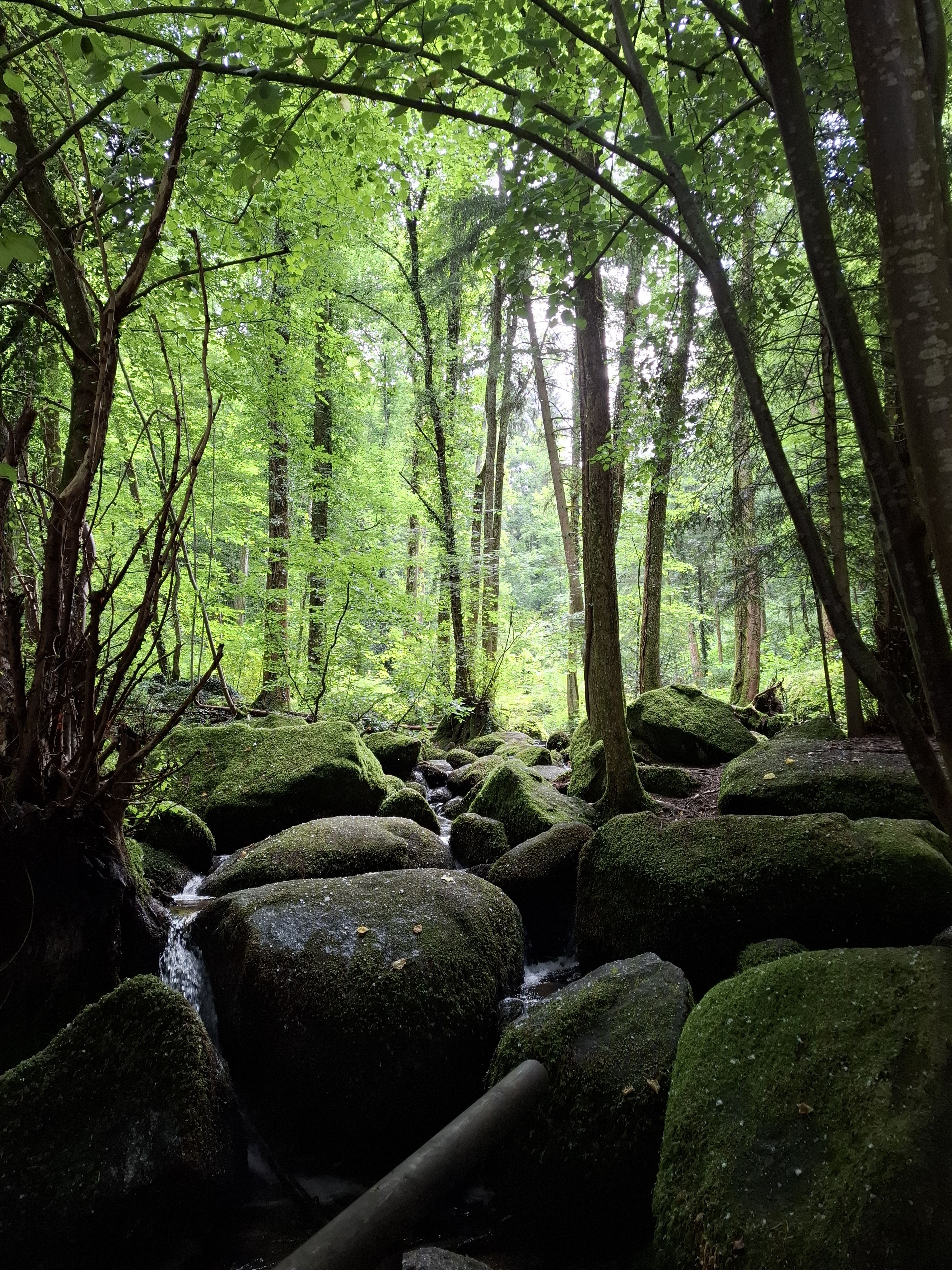 Fresquet a l'estiu - Selva Negra, Alemanya FOTO: Neus Sanchez Dominguez