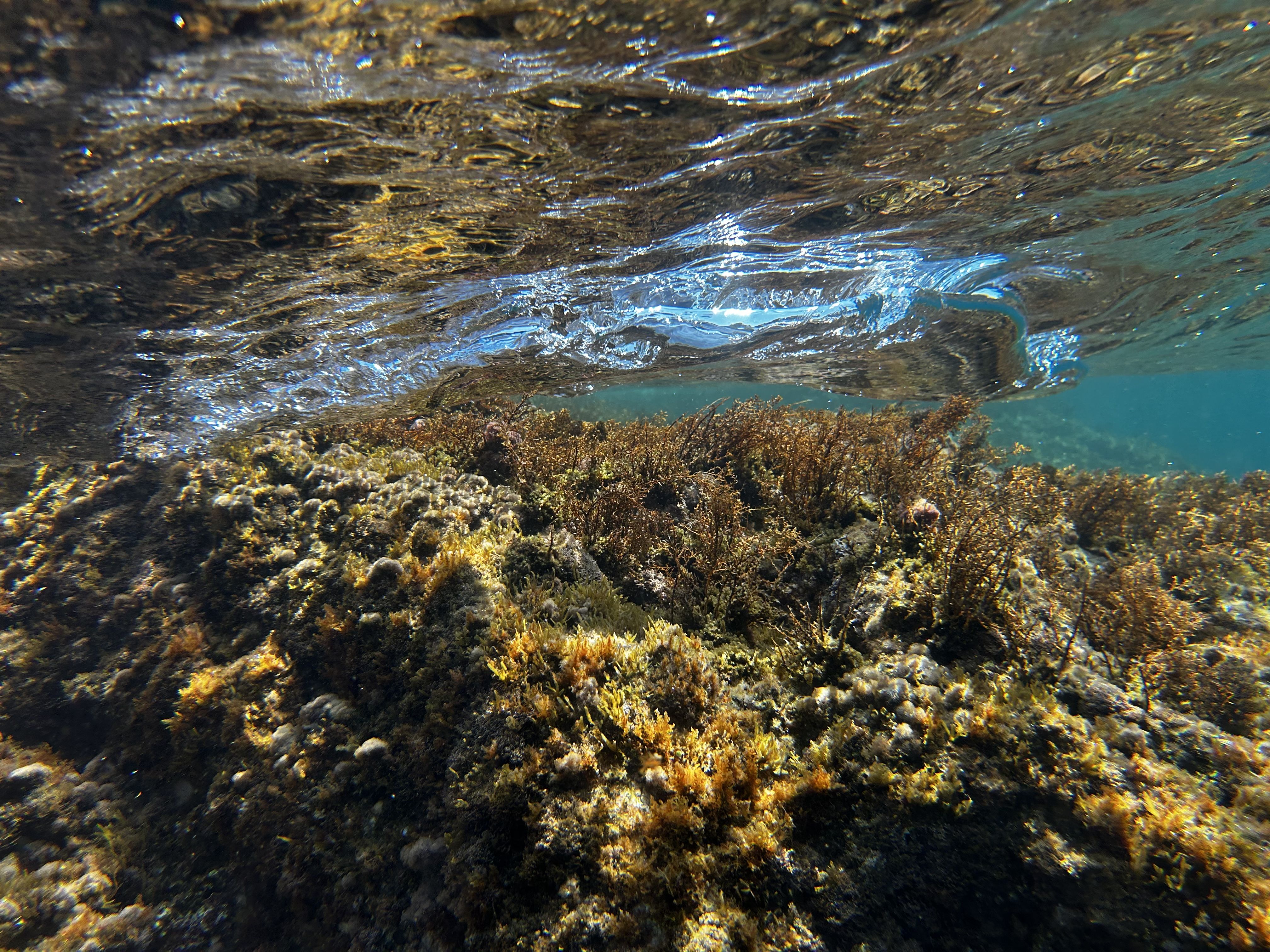 Fons marí de la Costa Brava - Cala Pedrosa, Tamariu FOTO: Sonia Martínez Casanovas
