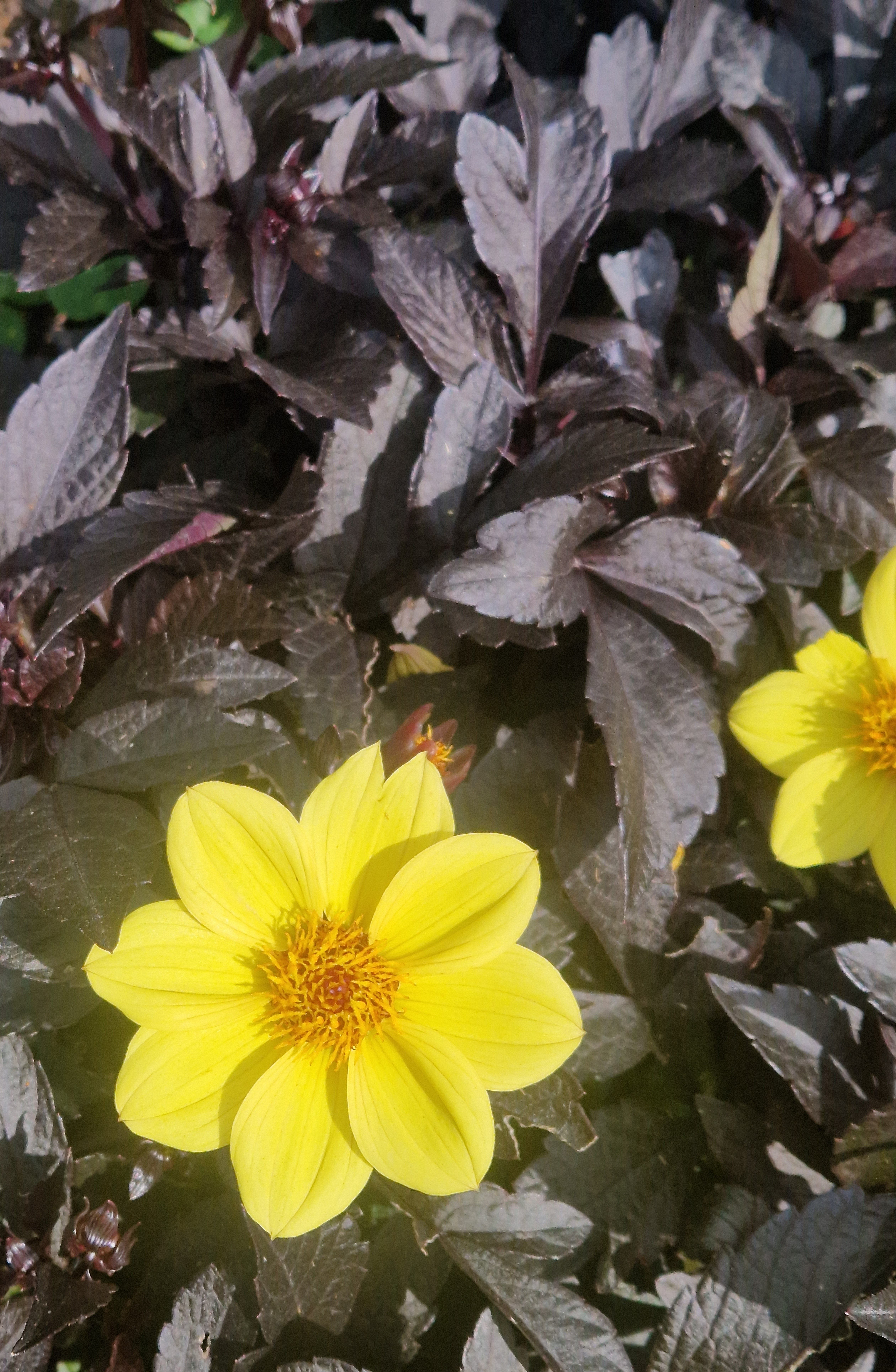 Flor groga - Cornwall, Anglaterra FOTO: Helen Julia Jackson