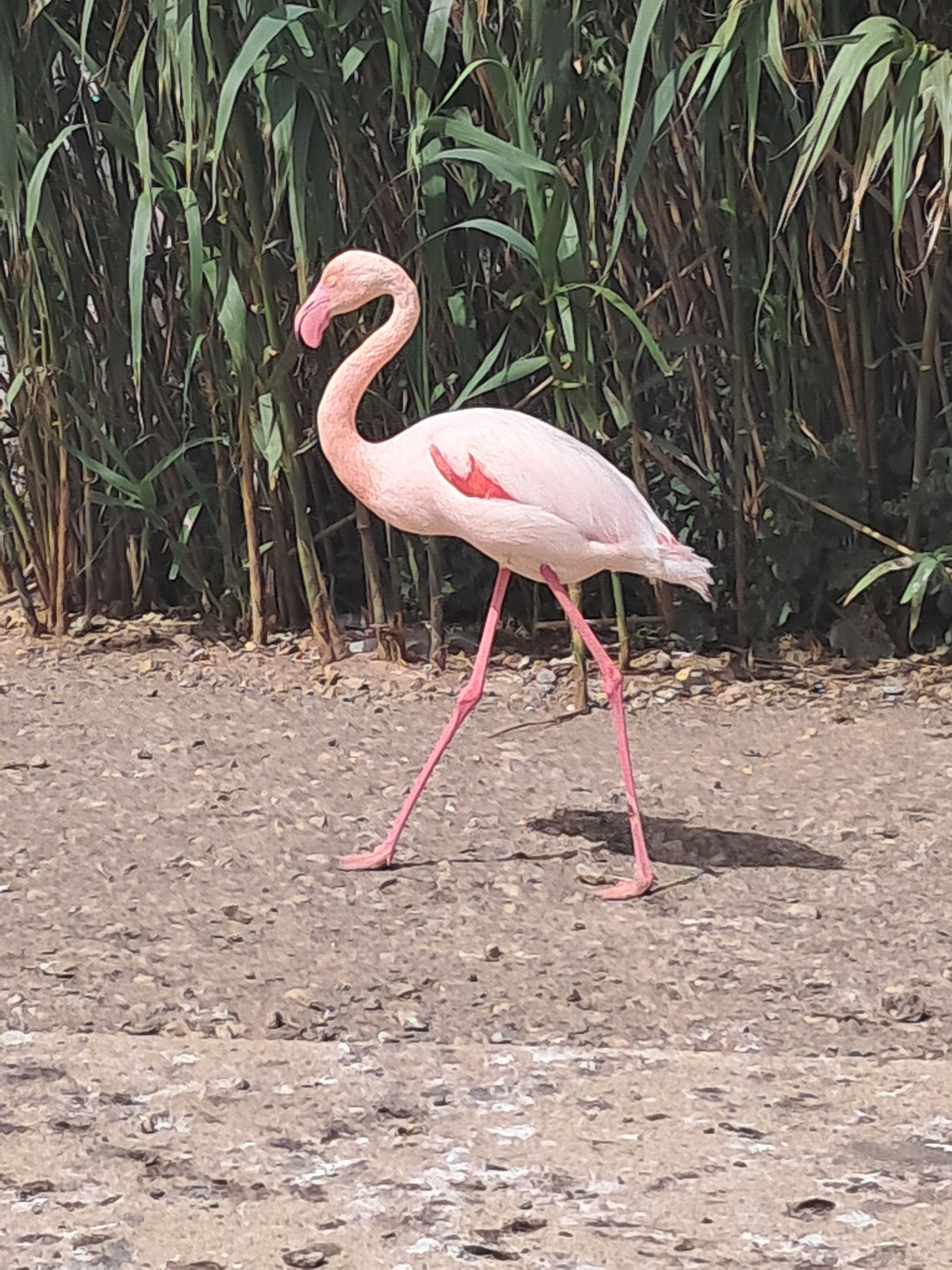 Flamenc rosa - França FOTO: Eduard Monera Strobbe