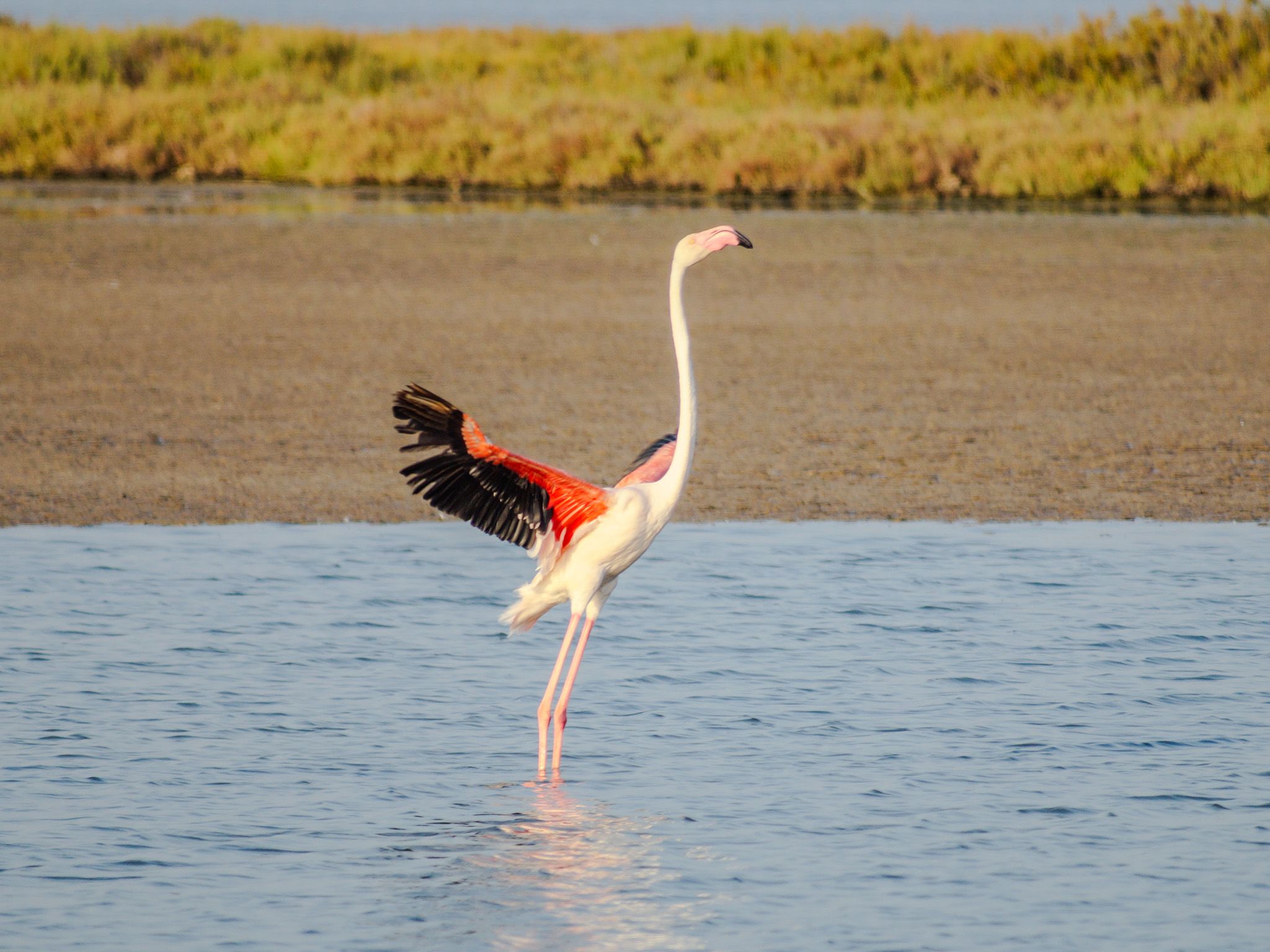 Flamencs al delta - Delta de l'Ebre, Tarragona FOTO: Jose Miguel Romeu Gordo 