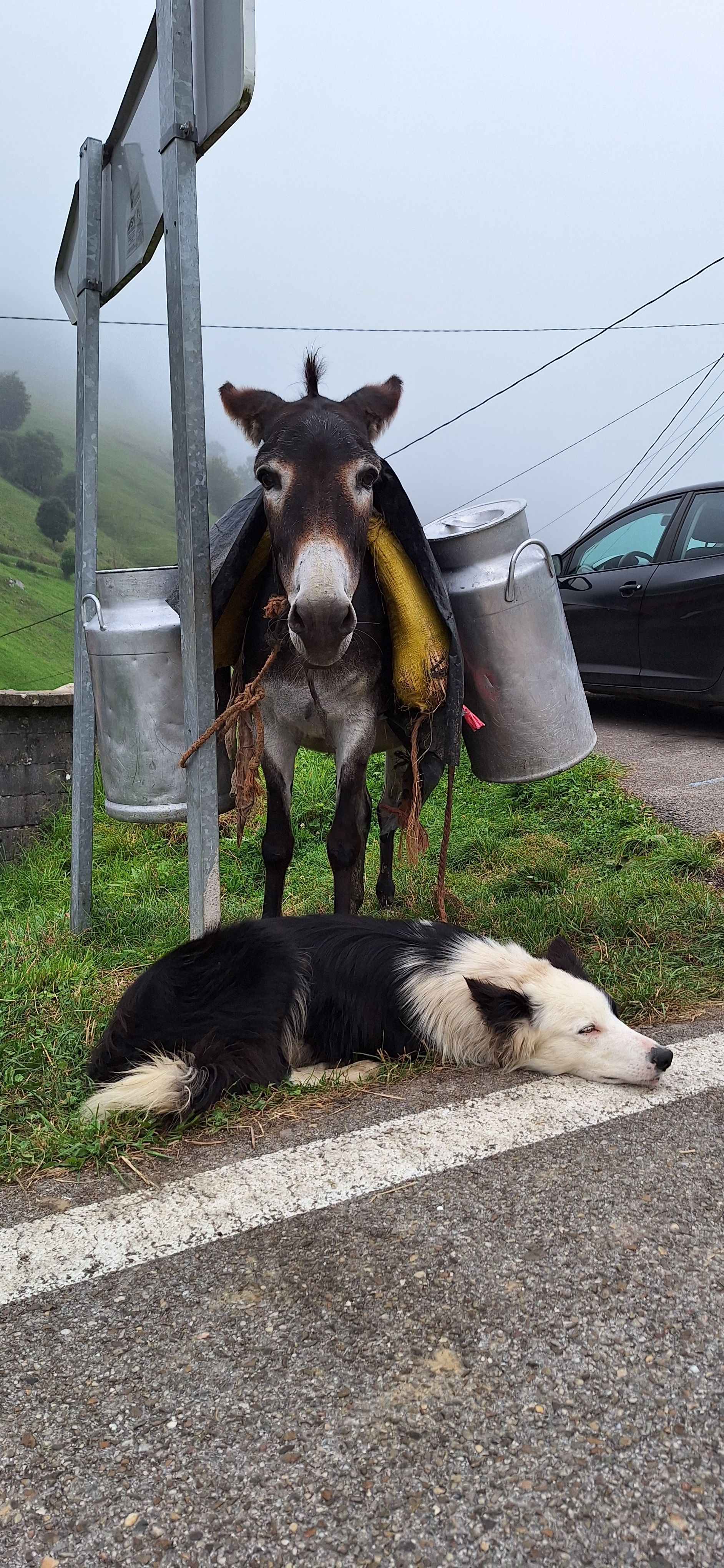 Esperant el camió de la llet - San Roque de Riomiera FOTO: Núria Costa Galobart