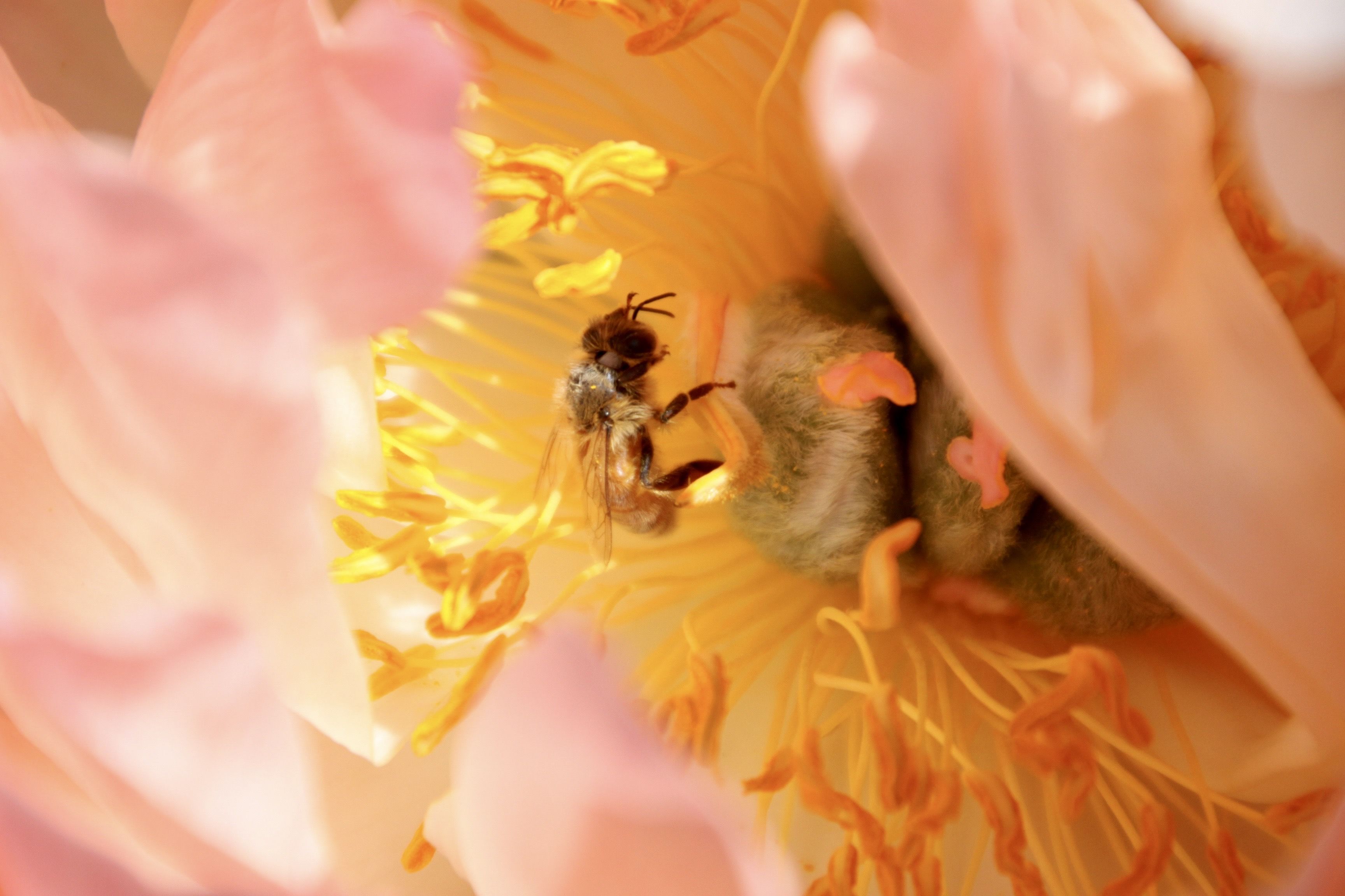 En un país multicolor - Nova Zelanda FOTO: Andrea Pinto pardo